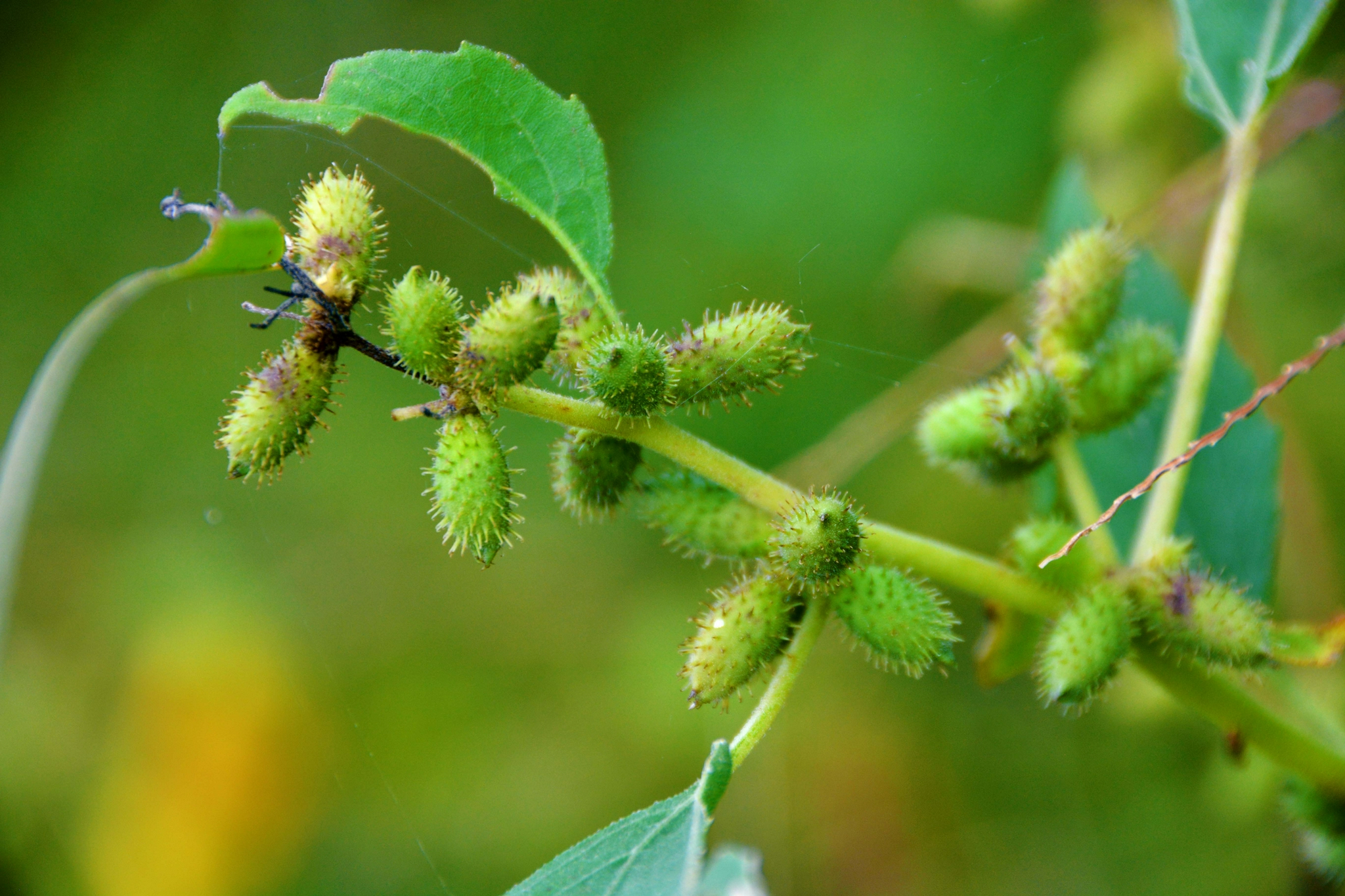 野生植物苍耳原创拍摄