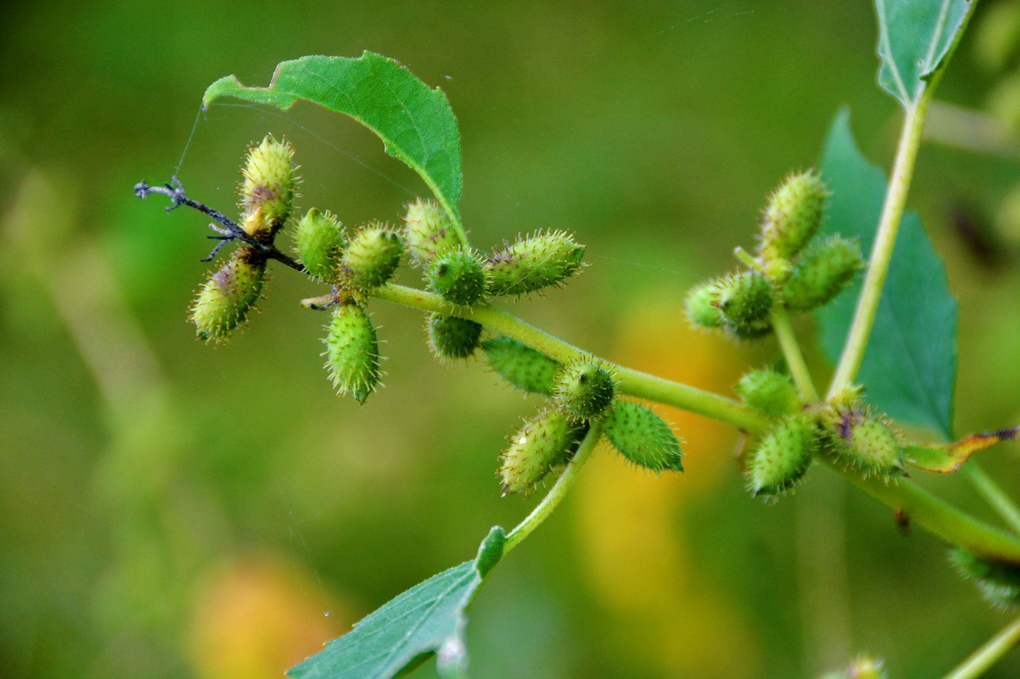 野生植物苍耳原创拍摄