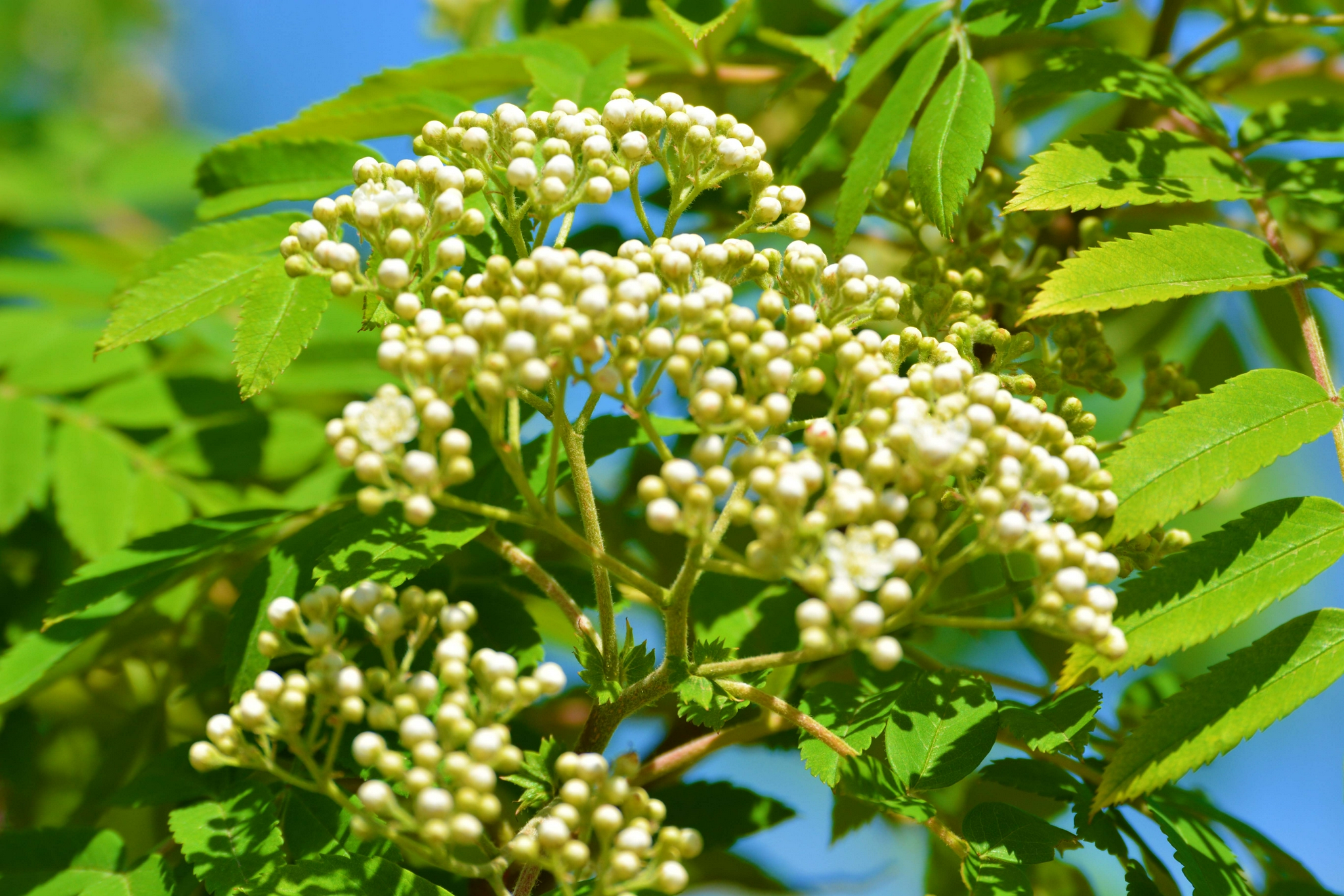 花楸树花簇,原创拍摄_高清图集_新浪网