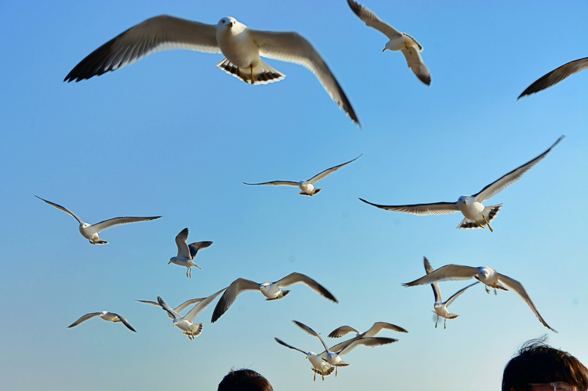 大连星海广场海鸥飞,原创拍摄_高清图集_新浪网