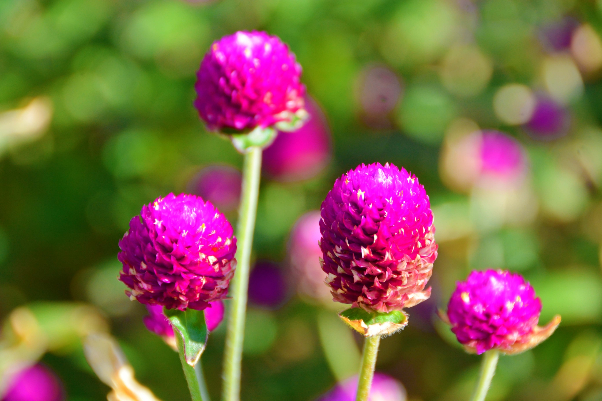 15,千日红学名为gomphrena globosa l,别名百日红火球花, 苋科千日红