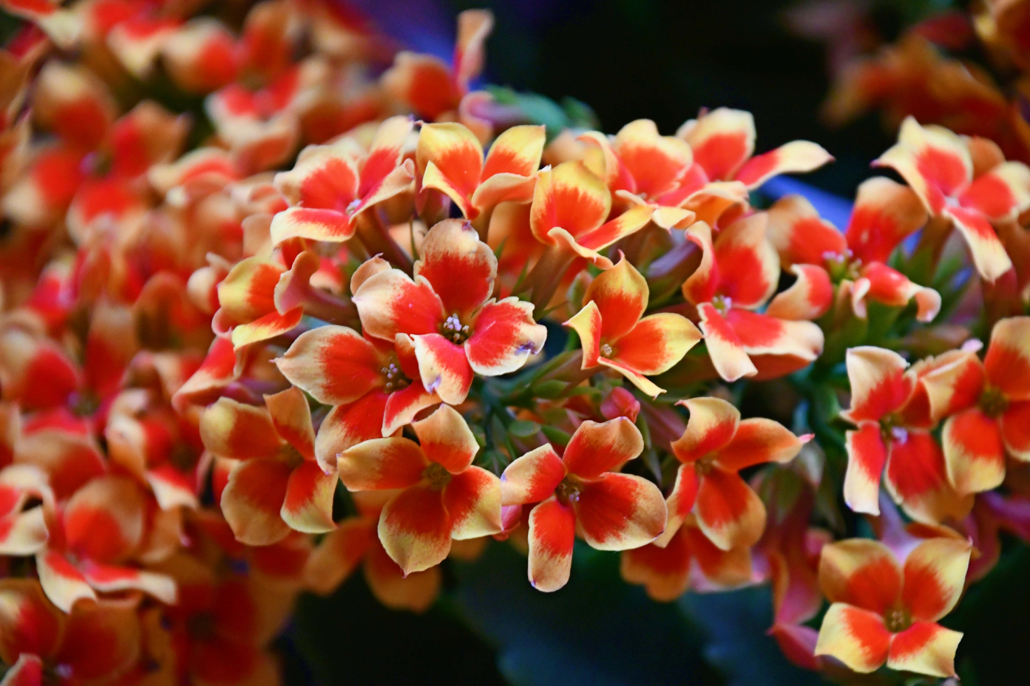 美丽的长寿花原创拍摄