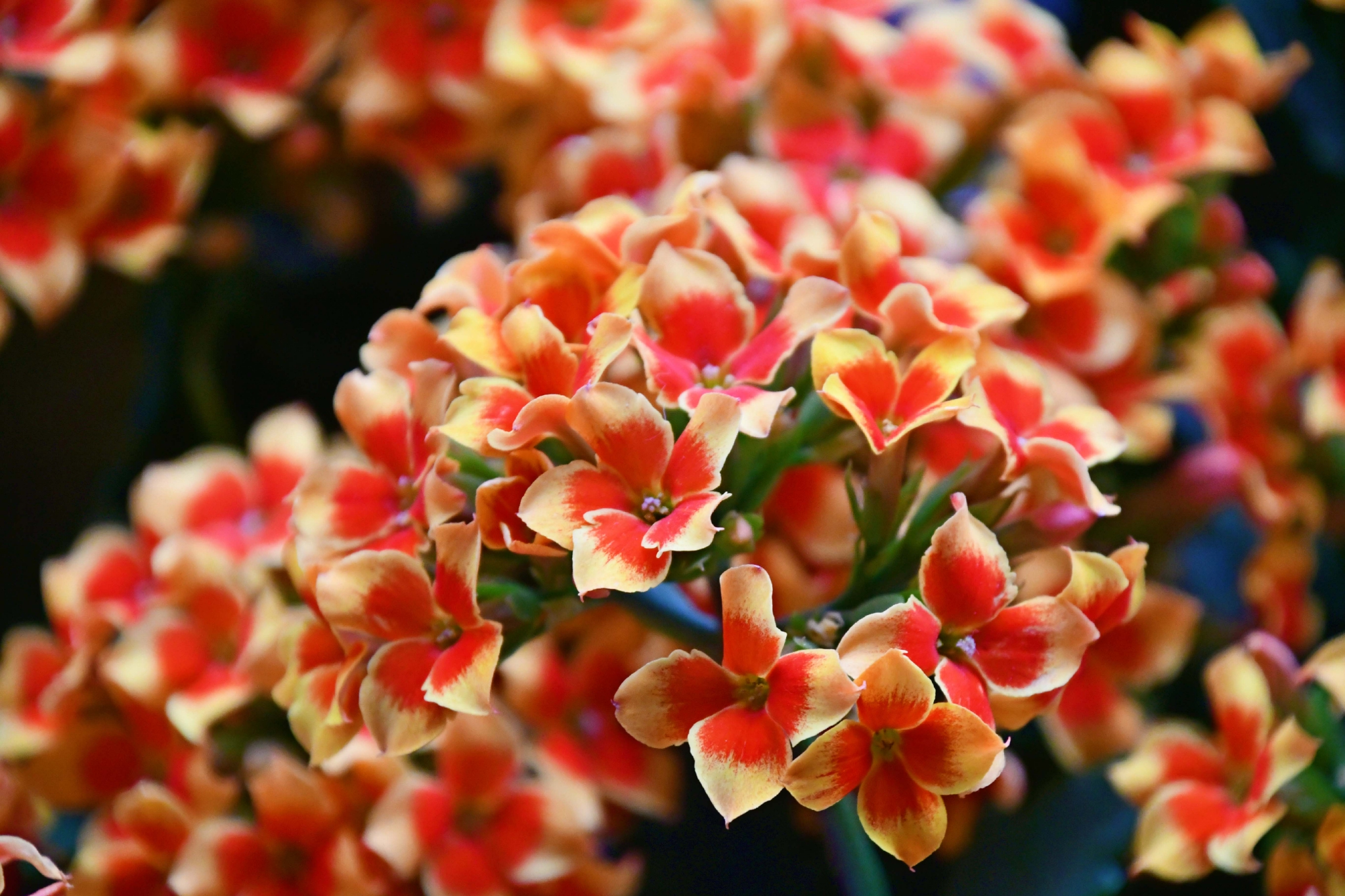 美丽的长寿花原创拍摄