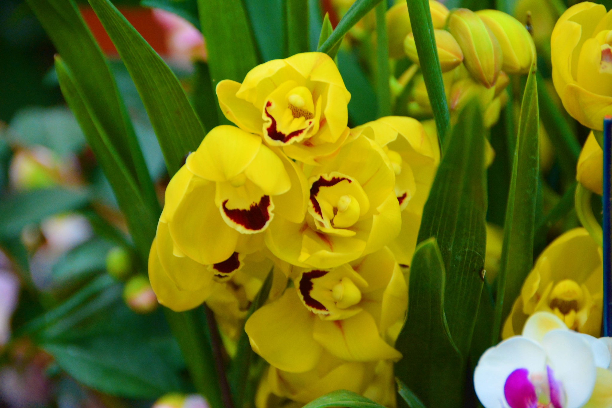 大花蕙兰(大花蕙兰换盆时间和方法)