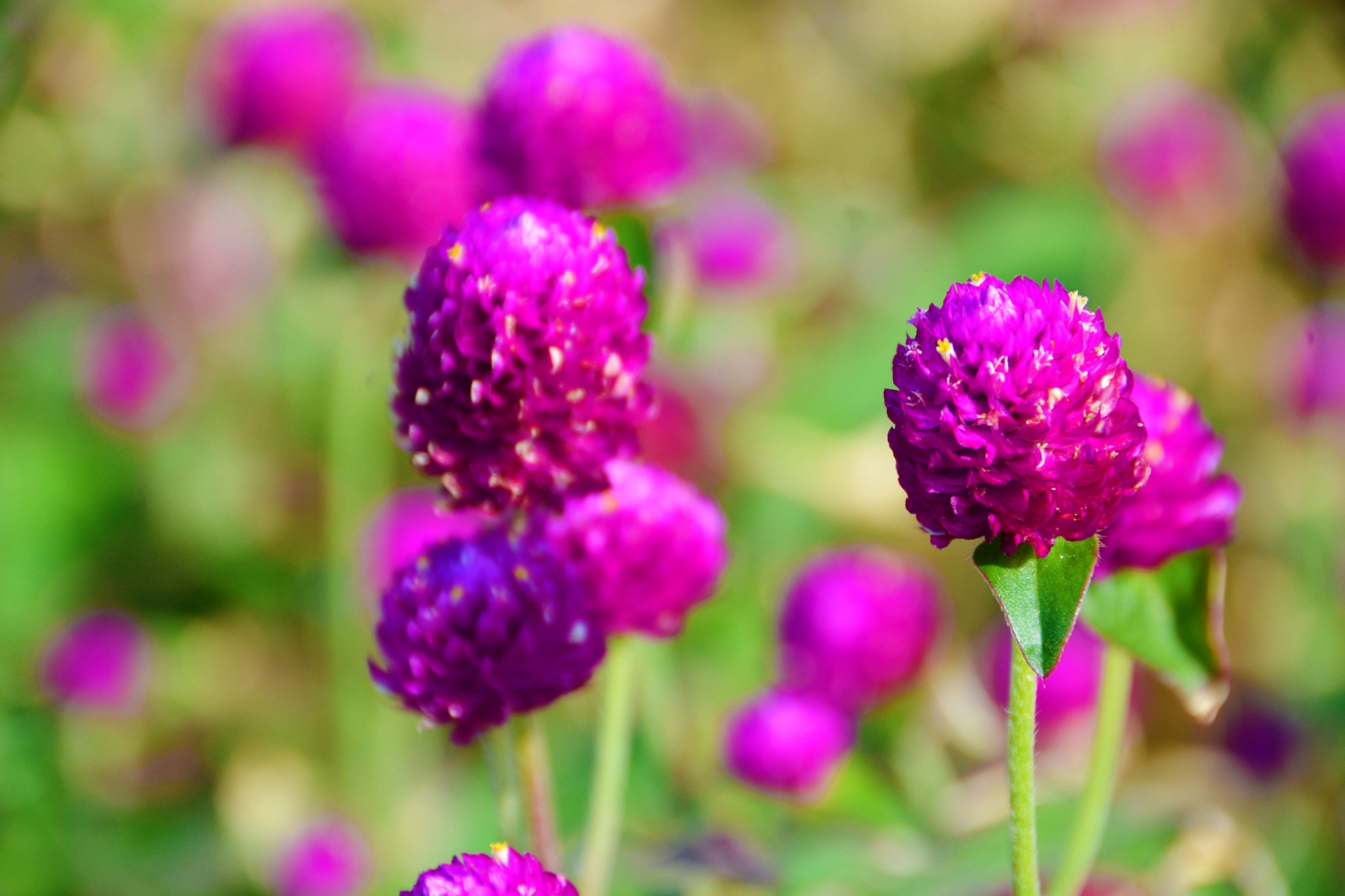 千日红图片(花卉千日红图片)