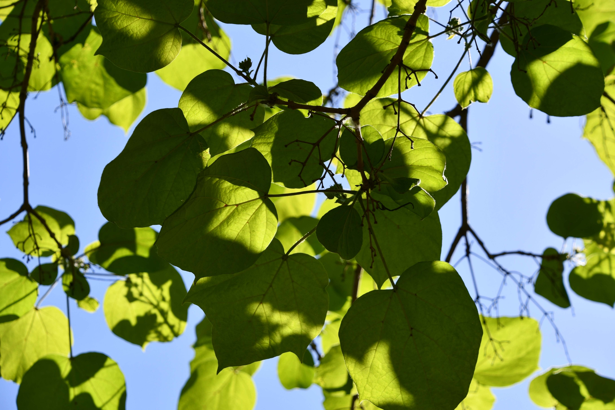 阳光下的梓树叶原创拍摄