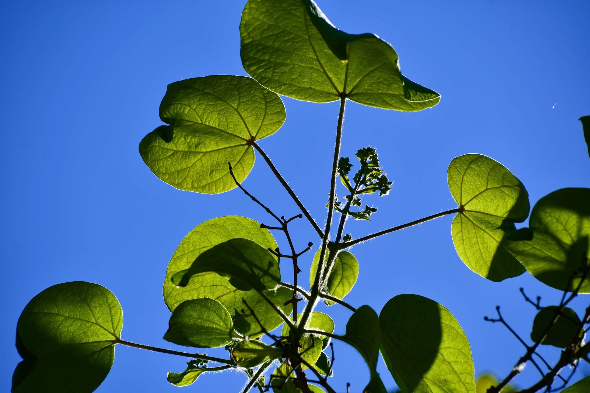 阳光下的梓树叶原创拍摄