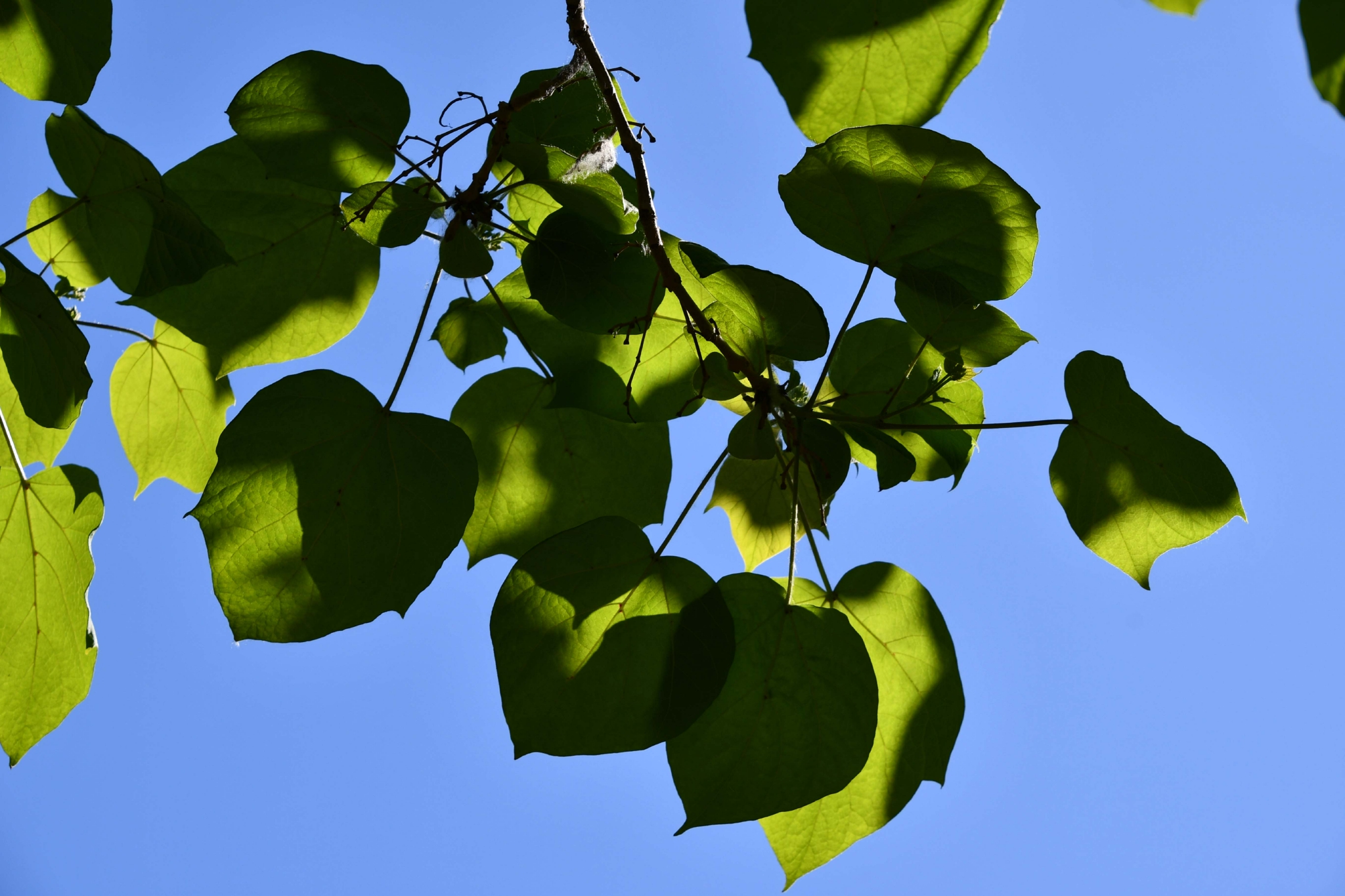 阳光下的梓树叶原创拍摄