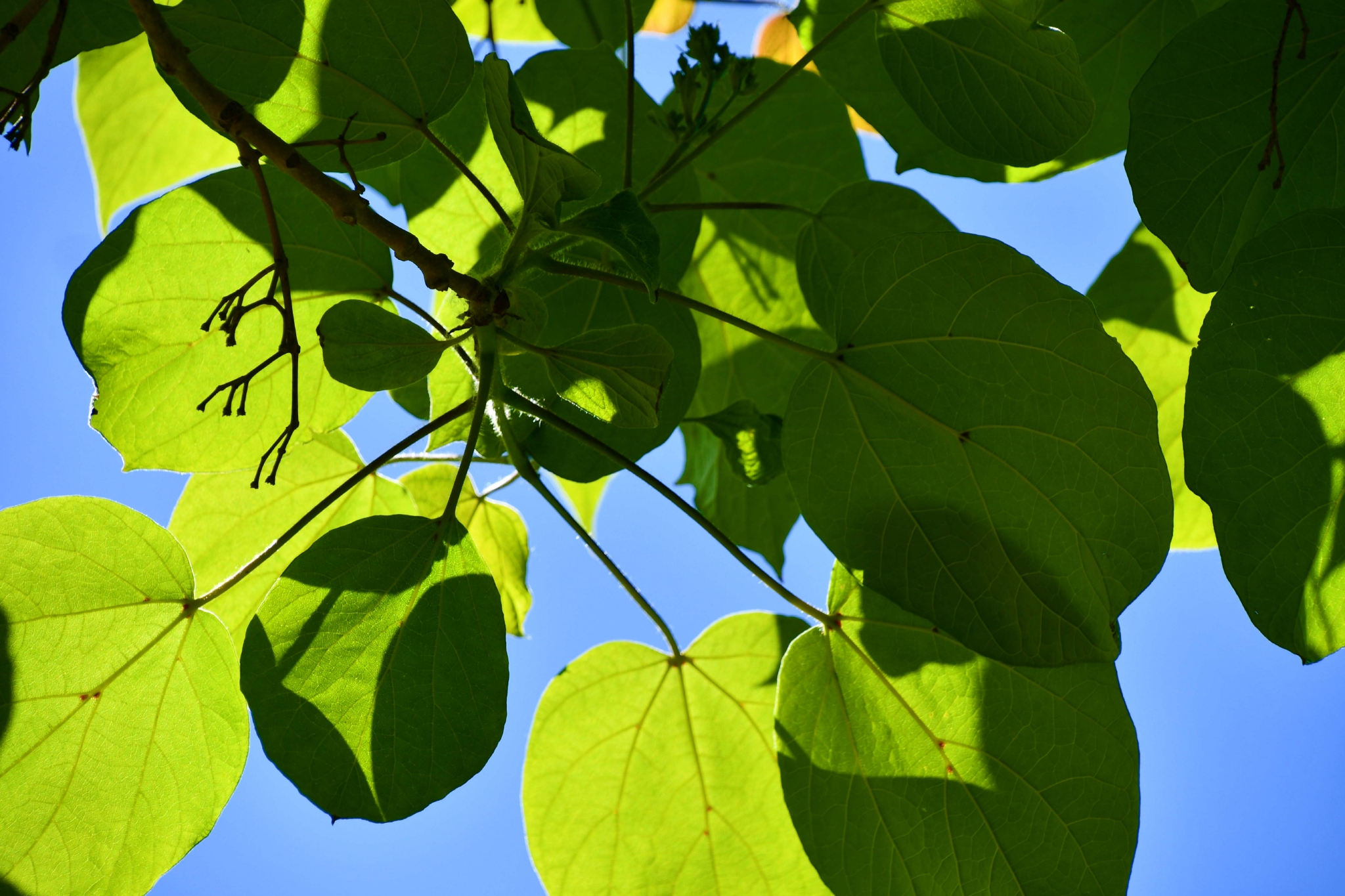 阳光下的梓树叶原创拍摄