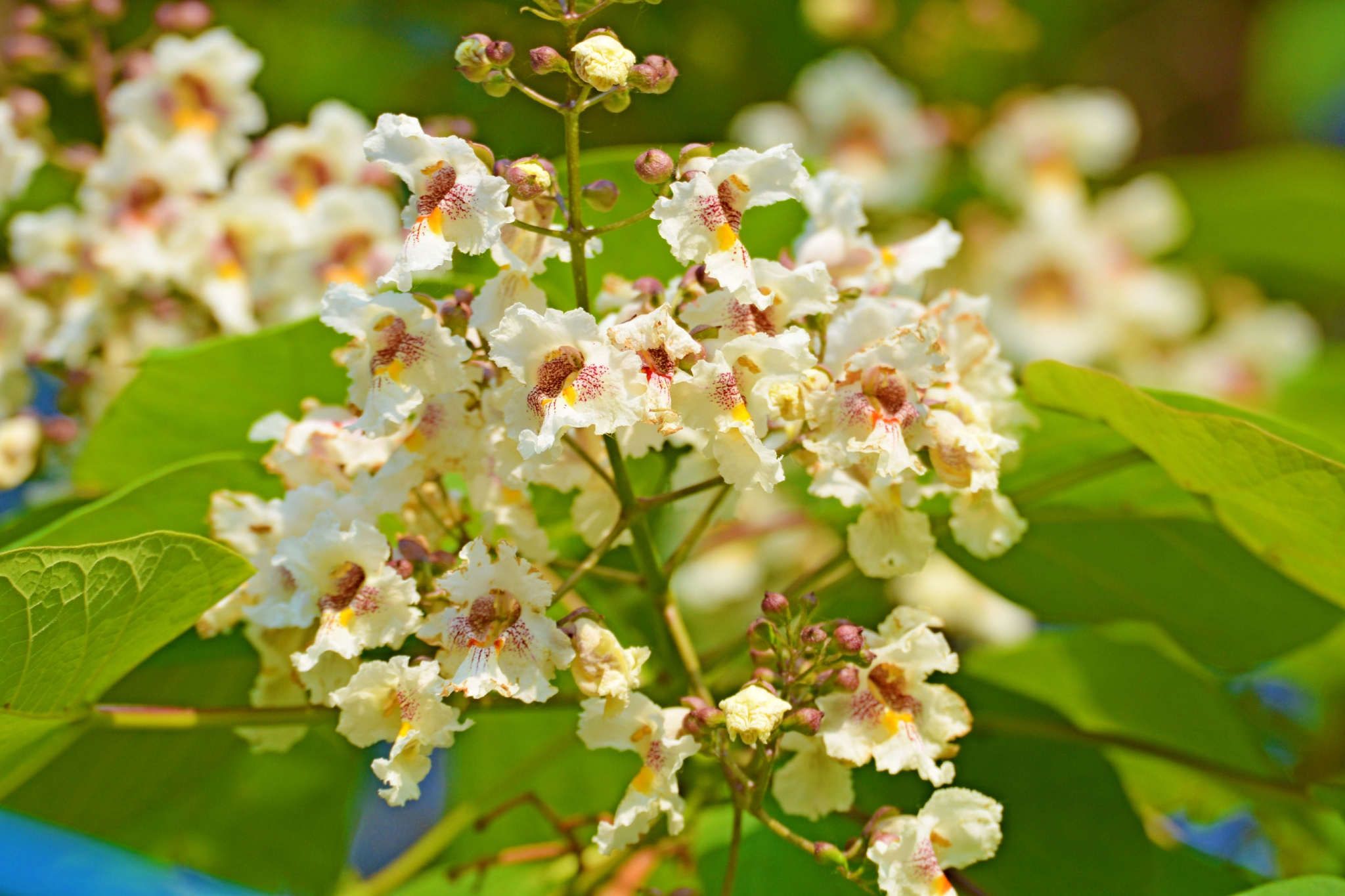 梓树花,原创拍摄__财经头条