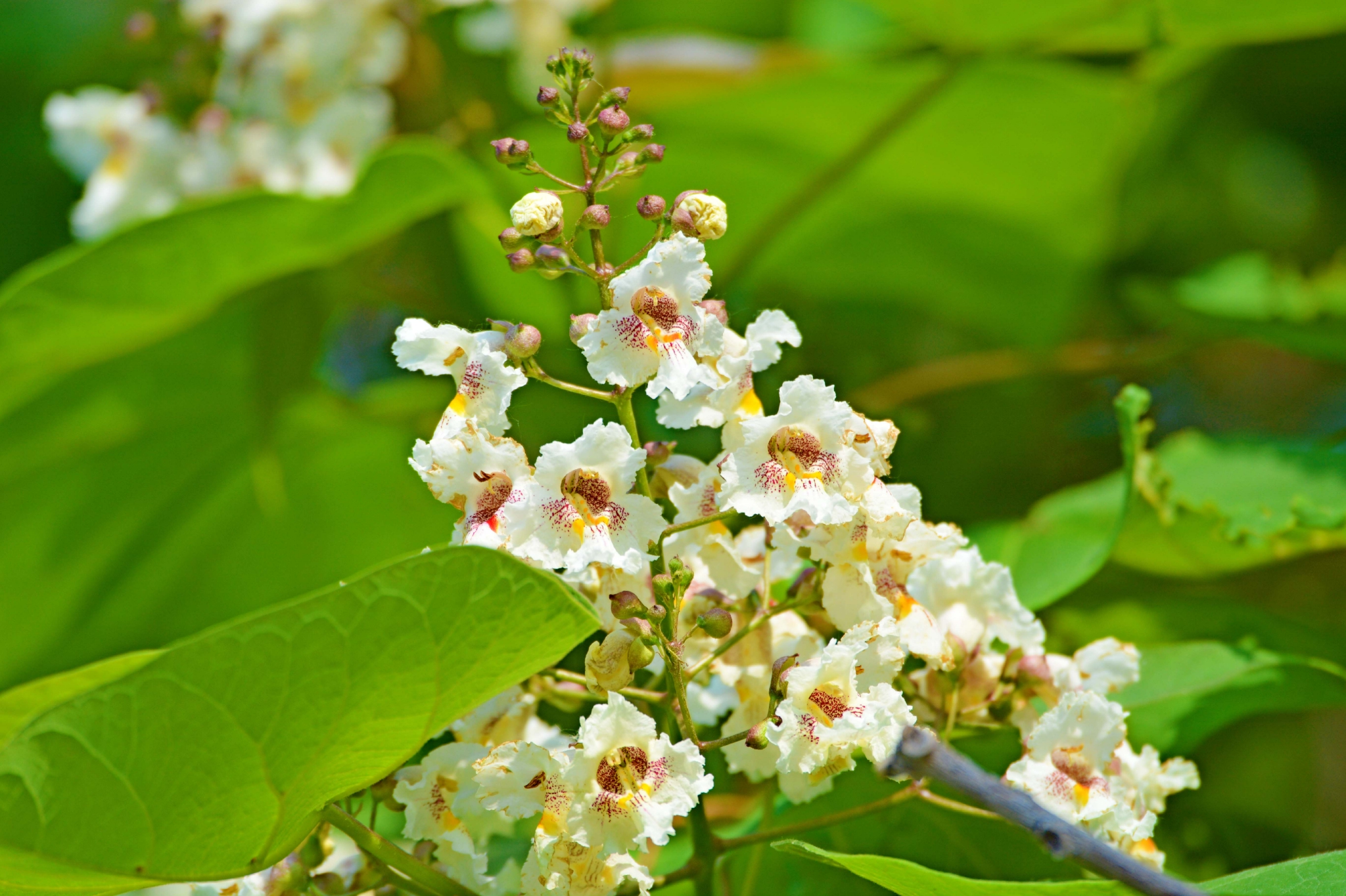 梓树花,原创拍摄__财经头条