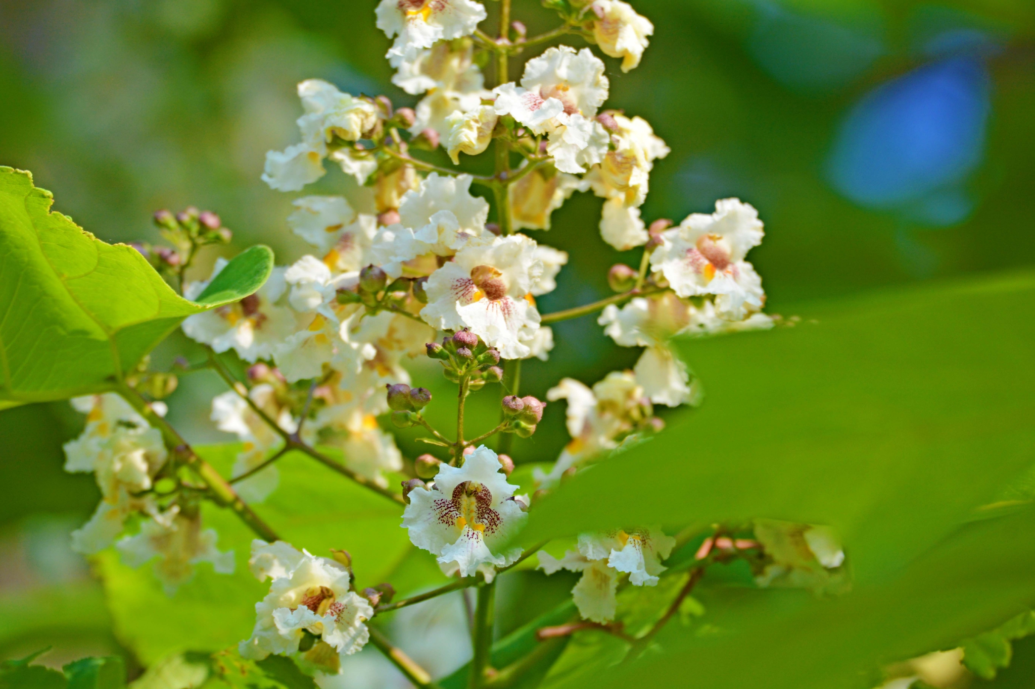 梓树花原创拍摄