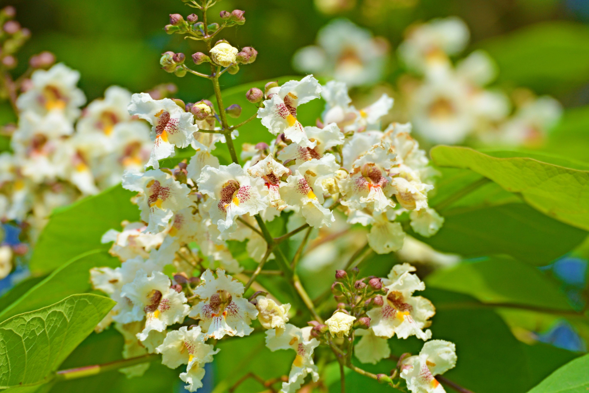 梓树花原创拍摄