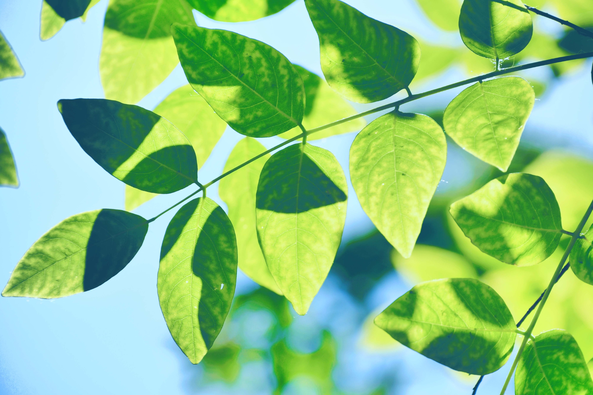 槐树叶(槐树叶子吹口哨)