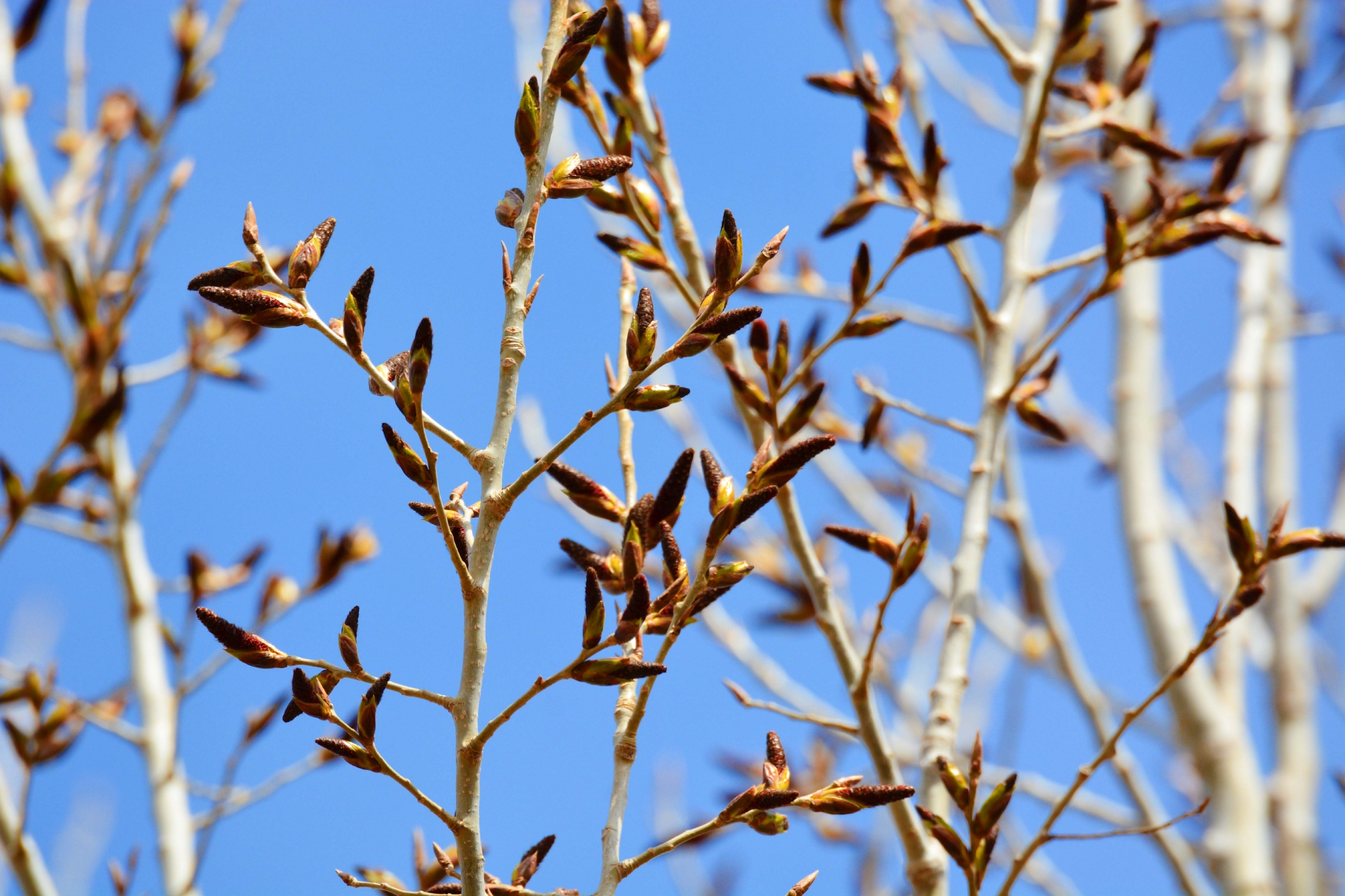 春天的杨树狗原创拍摄