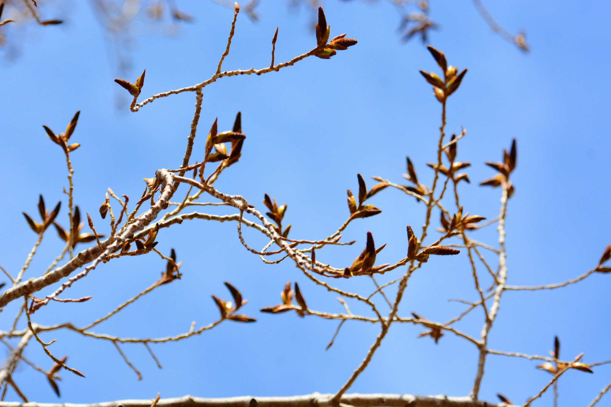 春天的杨树狗,原创拍摄