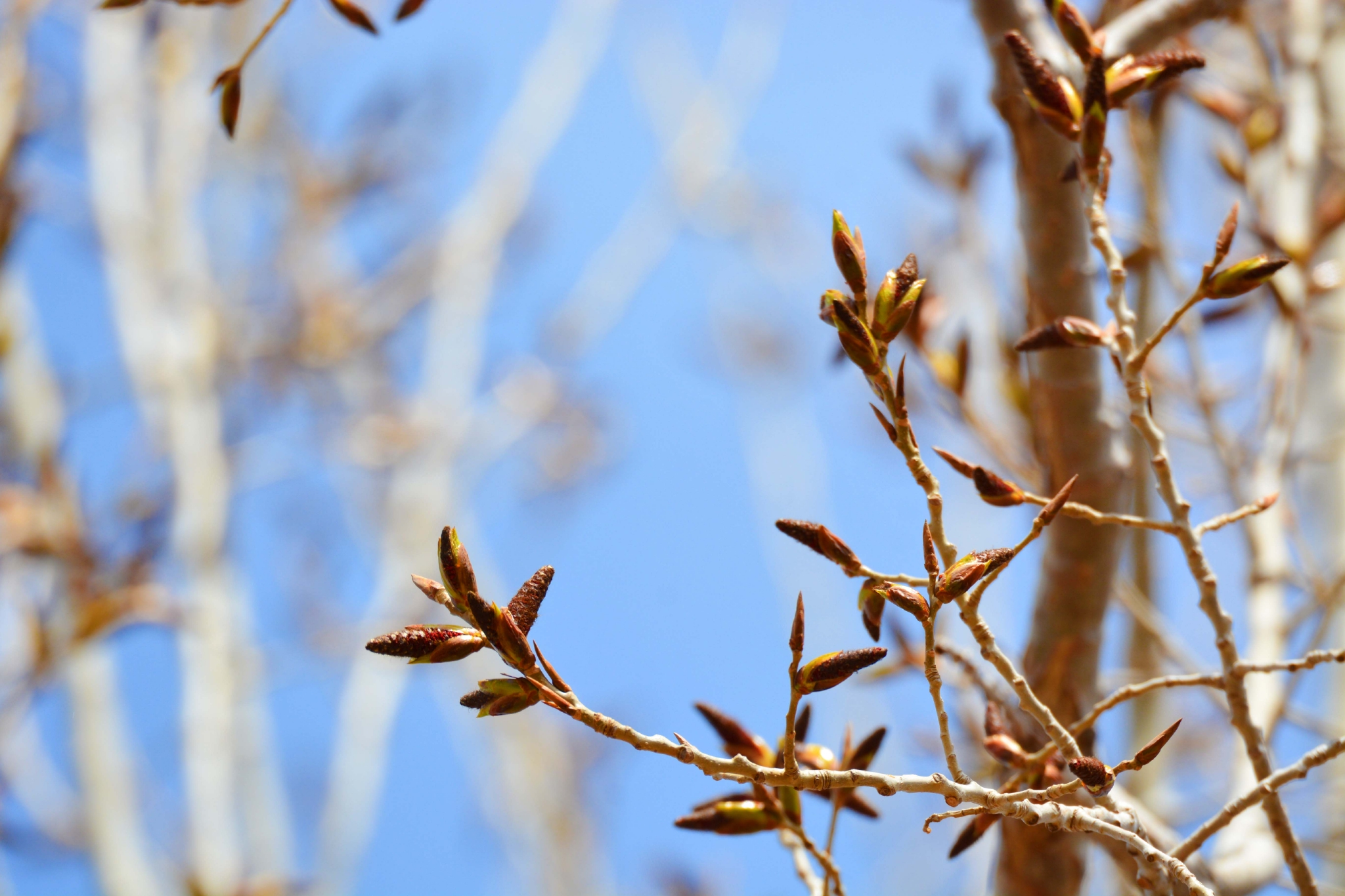 春天的杨树狗原创拍摄