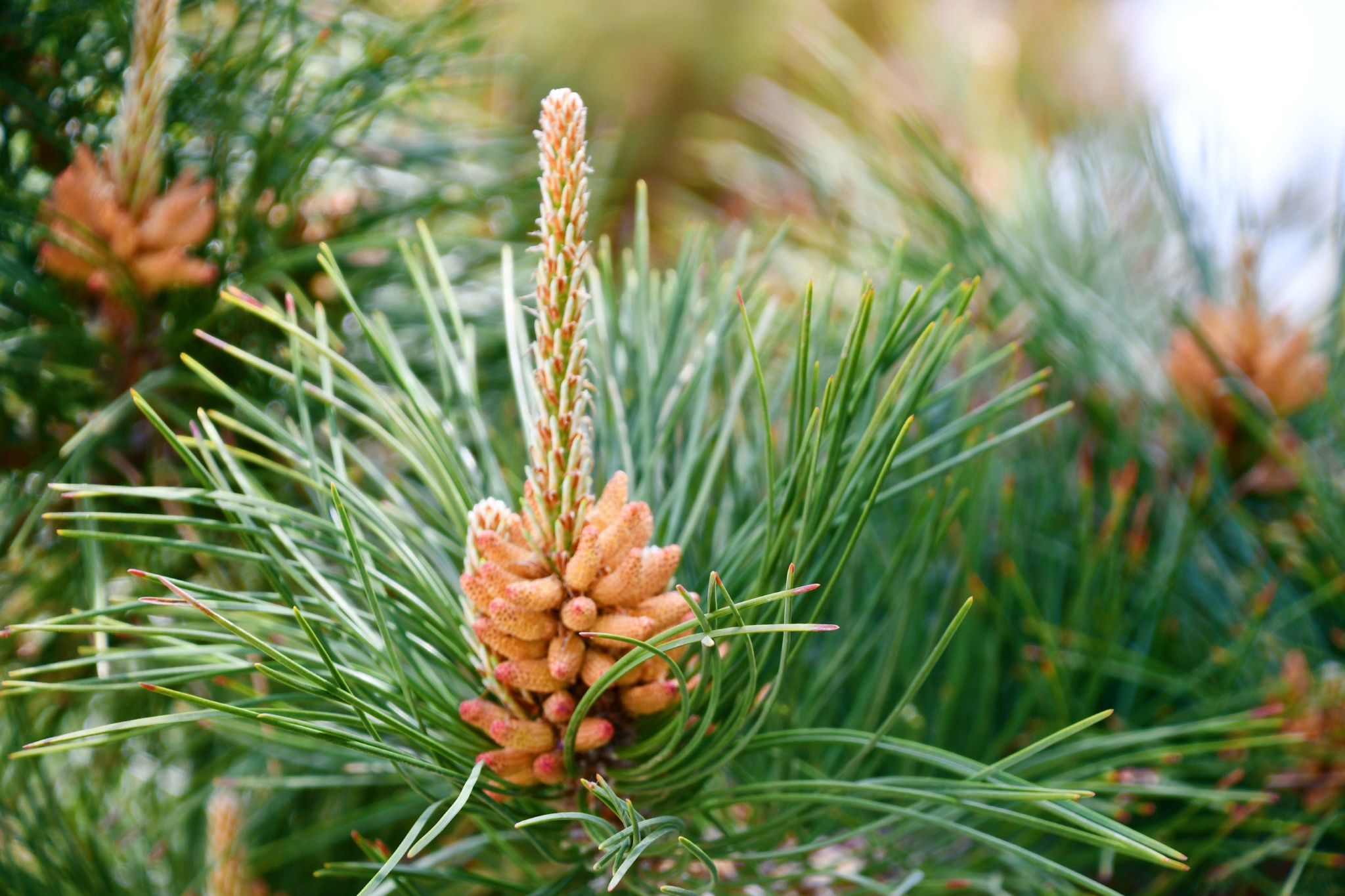 春天马尾松花穗原创拍摄