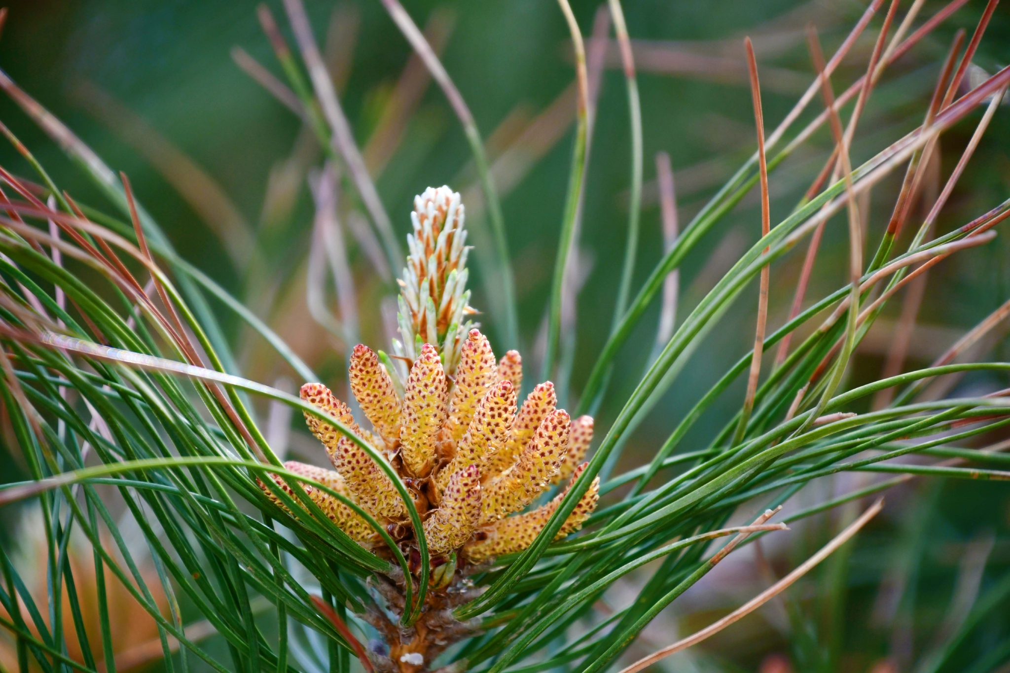 春天马尾松花穗原创拍摄
