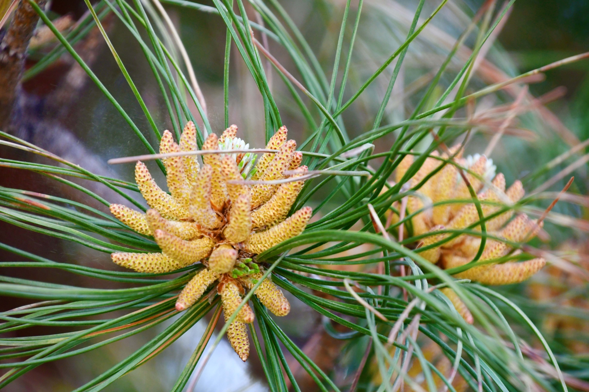 春天马尾松花穗原创拍摄