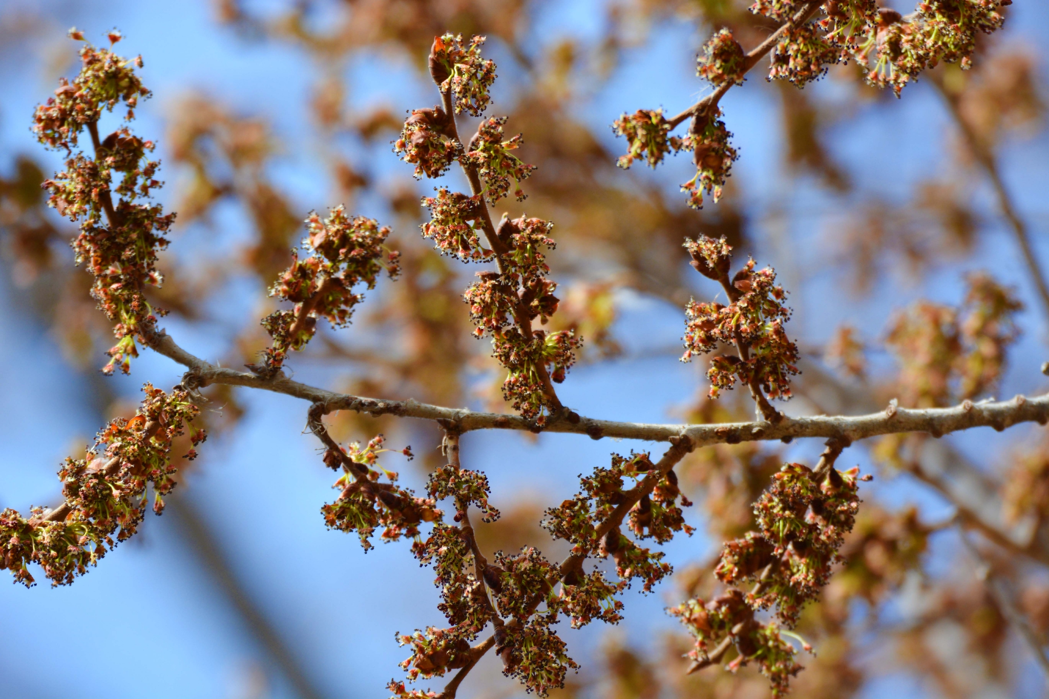 榆树花,原创拍摄