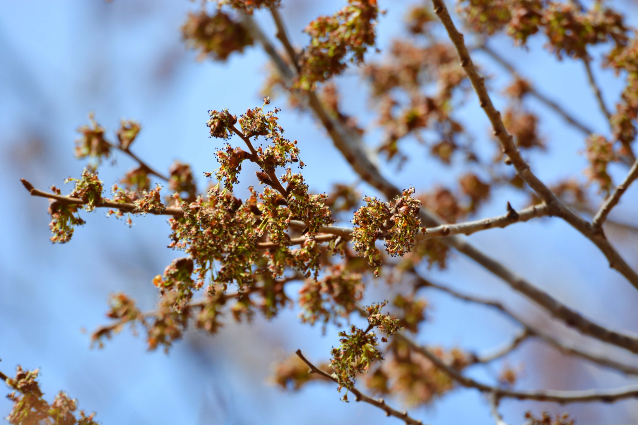 榆树花,原创拍摄