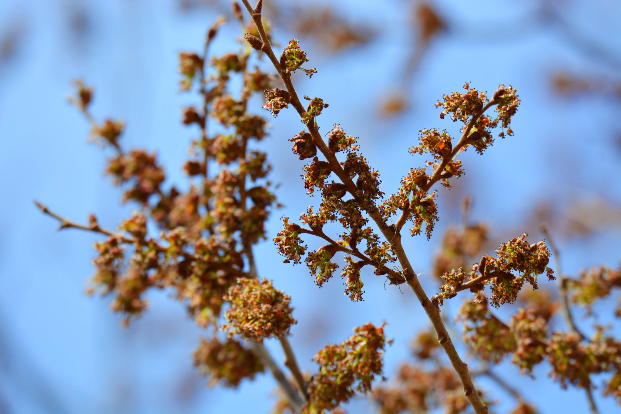 榆树花,原创拍摄