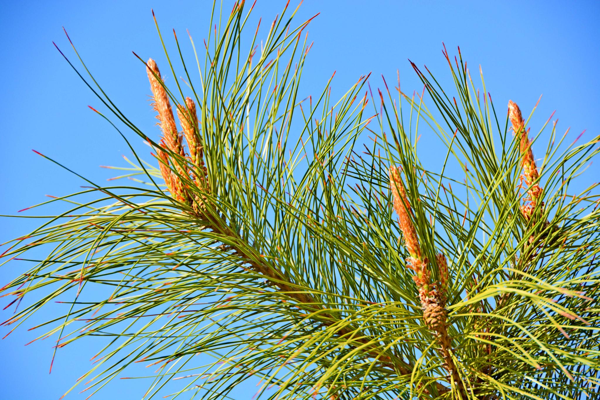 马尾松花穗,原创拍摄__财经头条