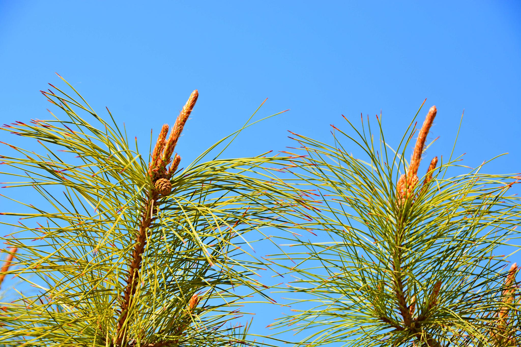 马尾松花穗,原创拍摄__财经头条