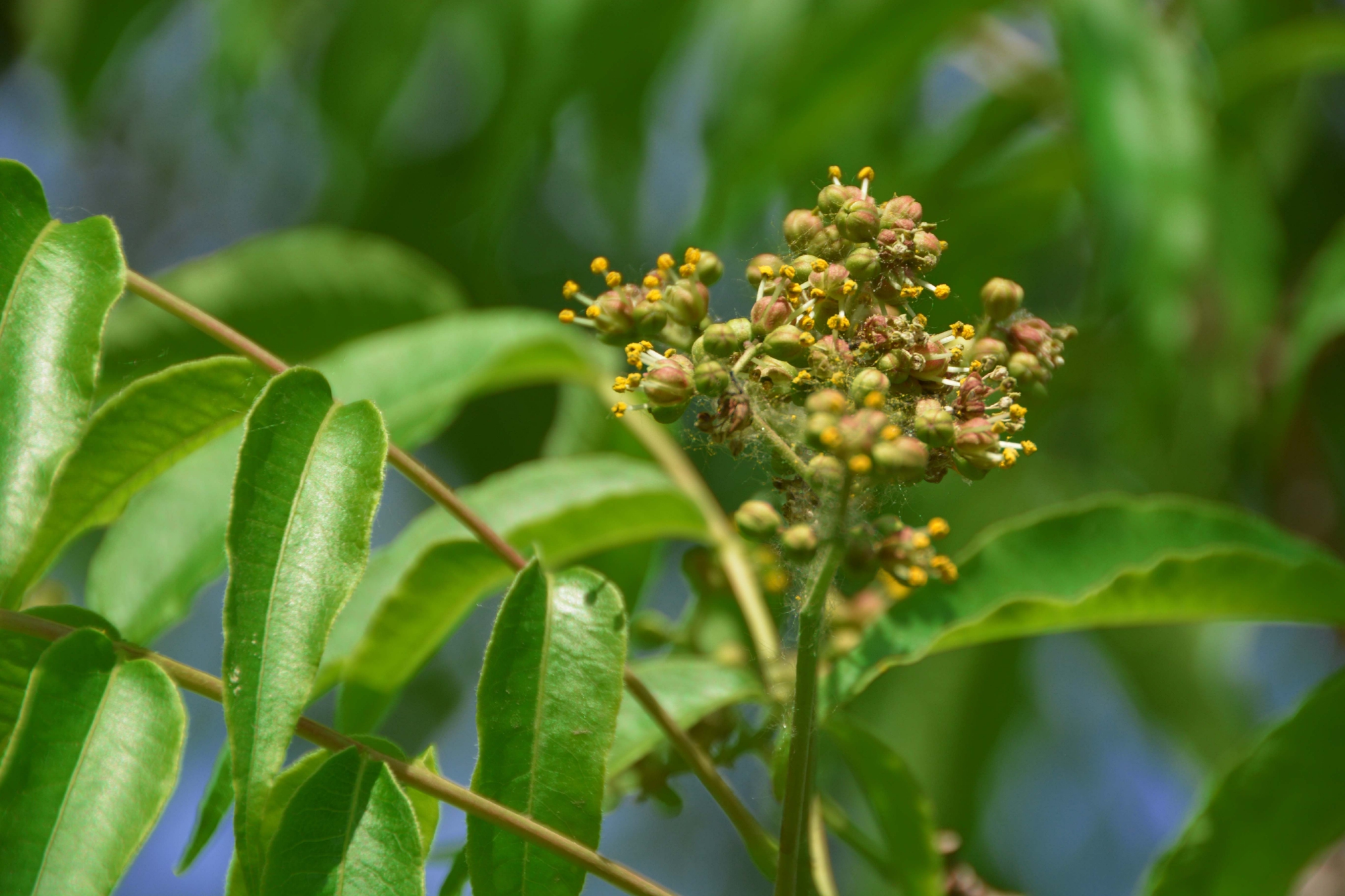 黄檗树小花原创拍摄