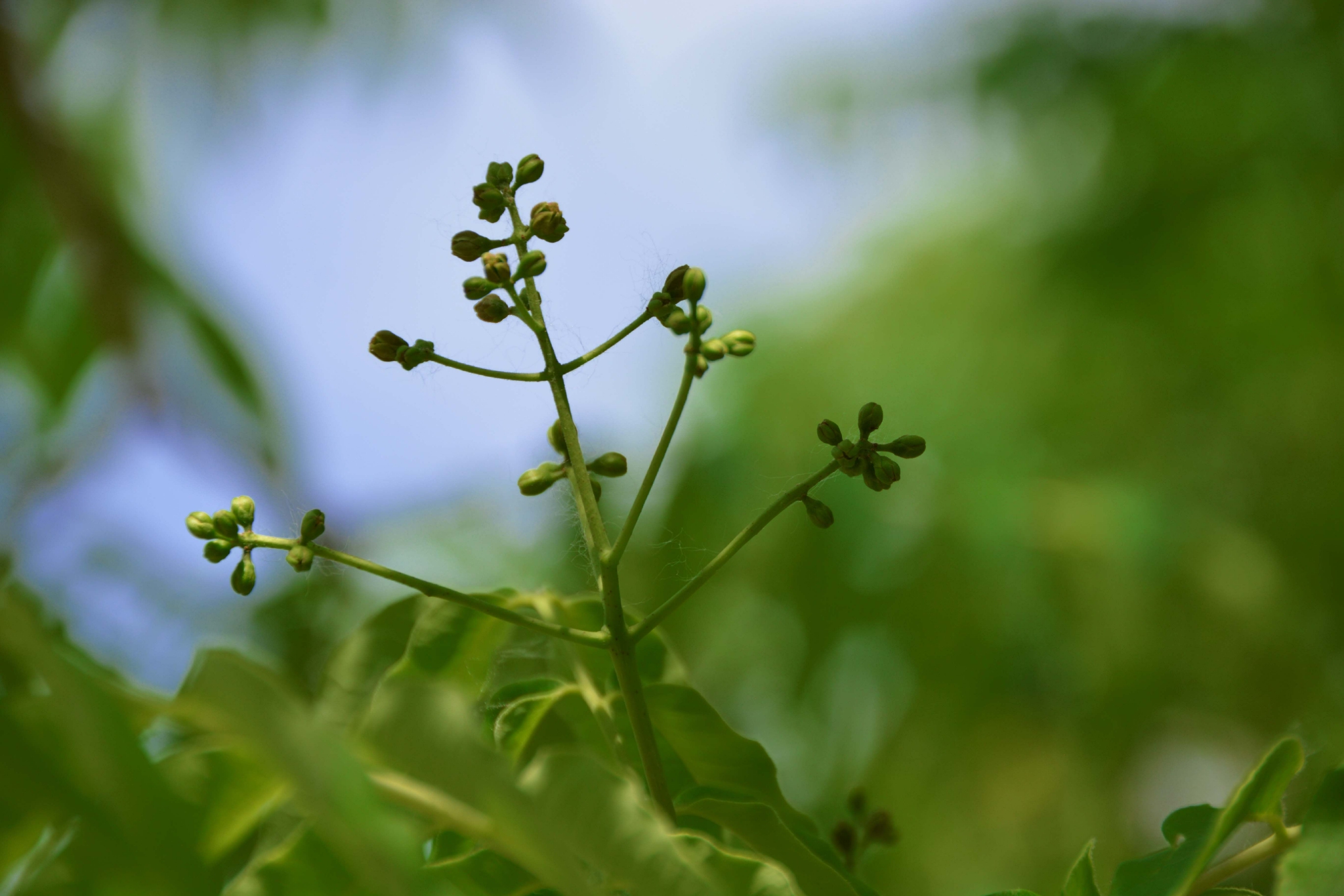 黄檗树小花原创拍摄