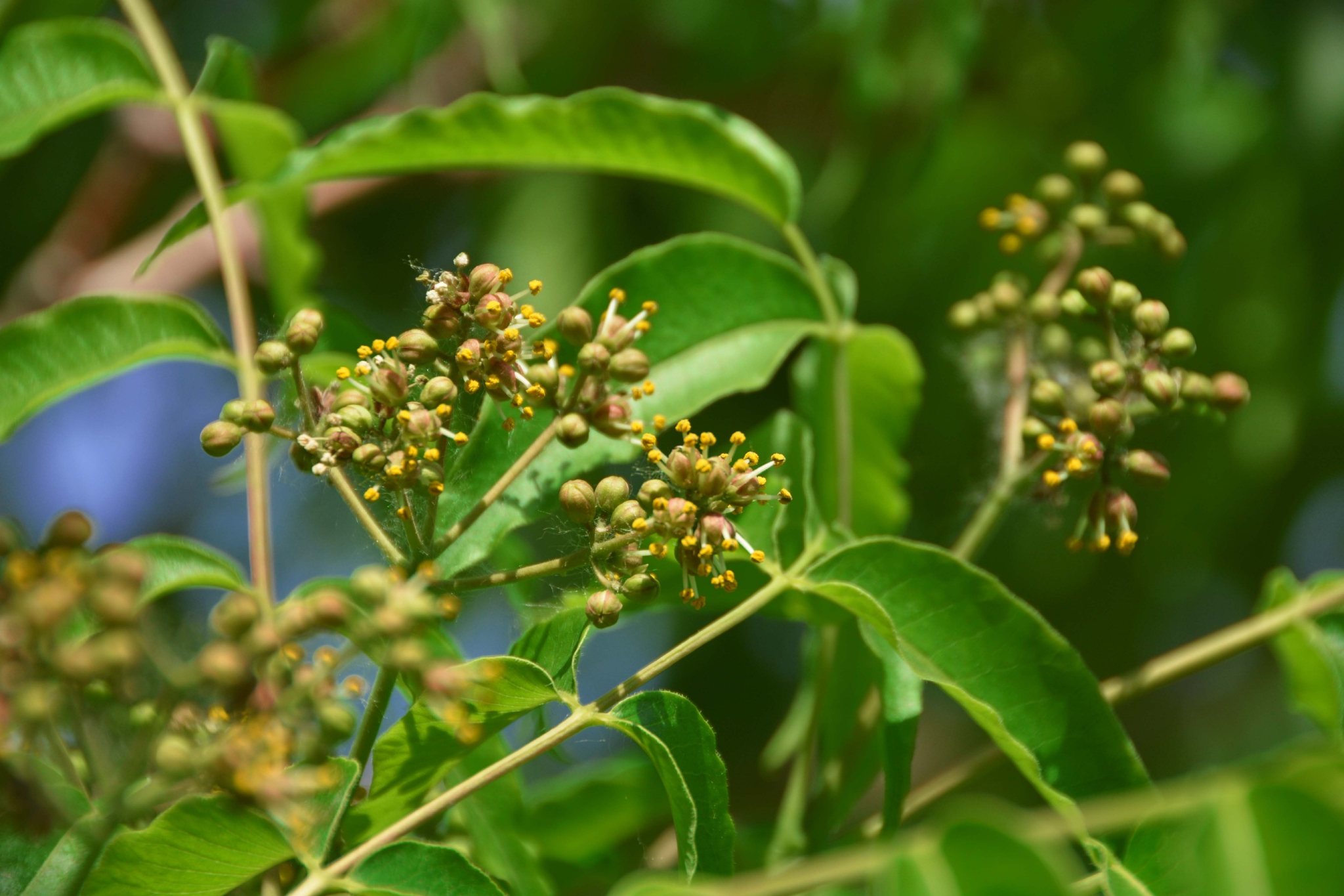 黄檗树小花原创拍摄