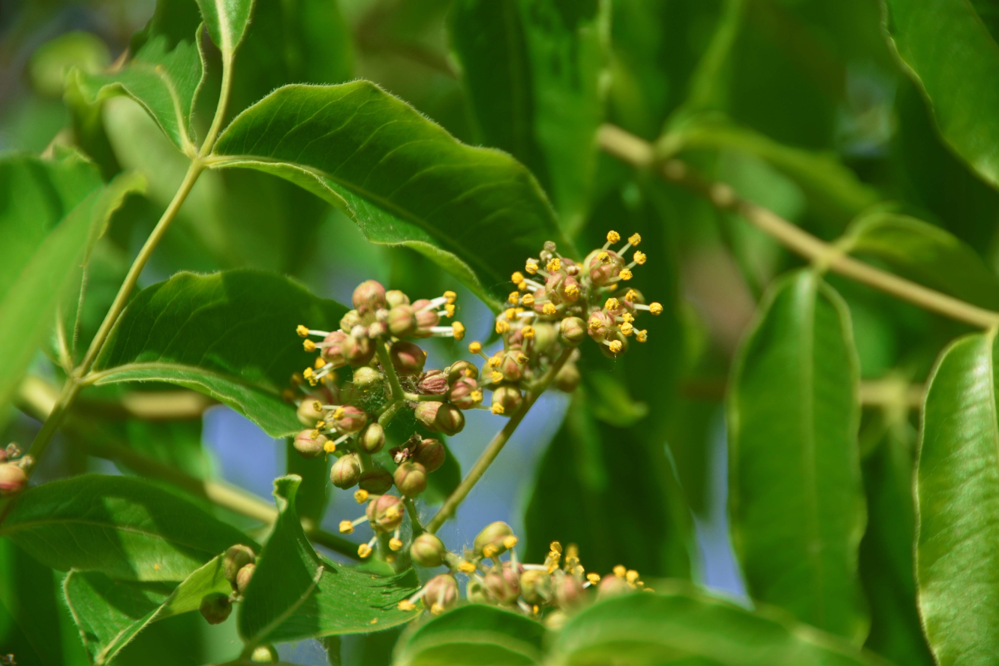 黄檗树小花原创拍摄