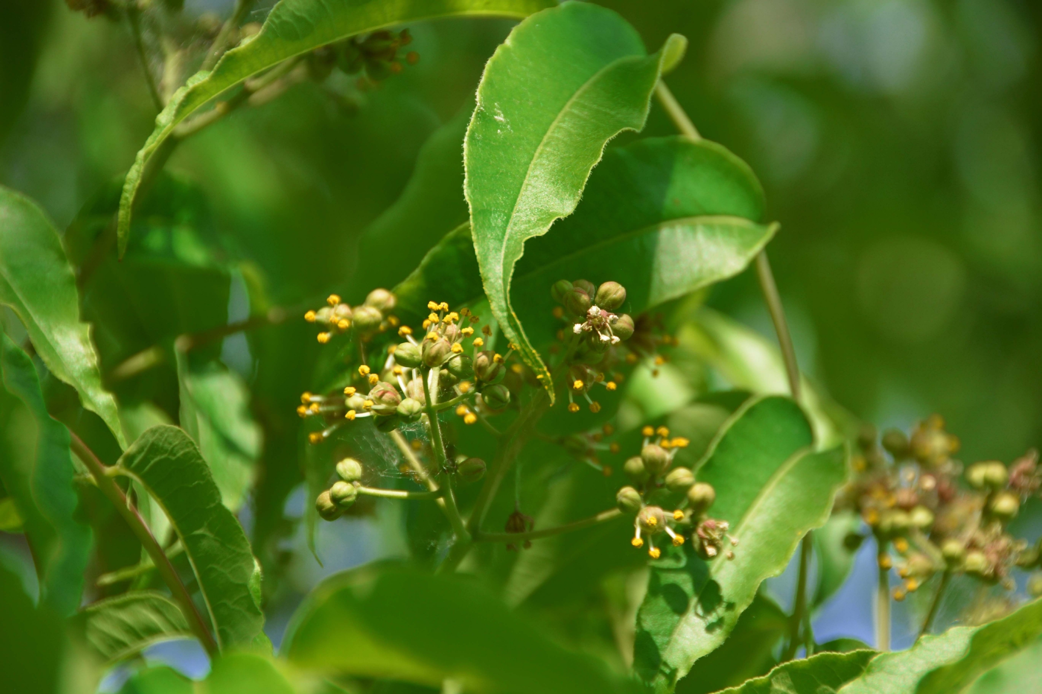 黄檗树小花原创拍摄