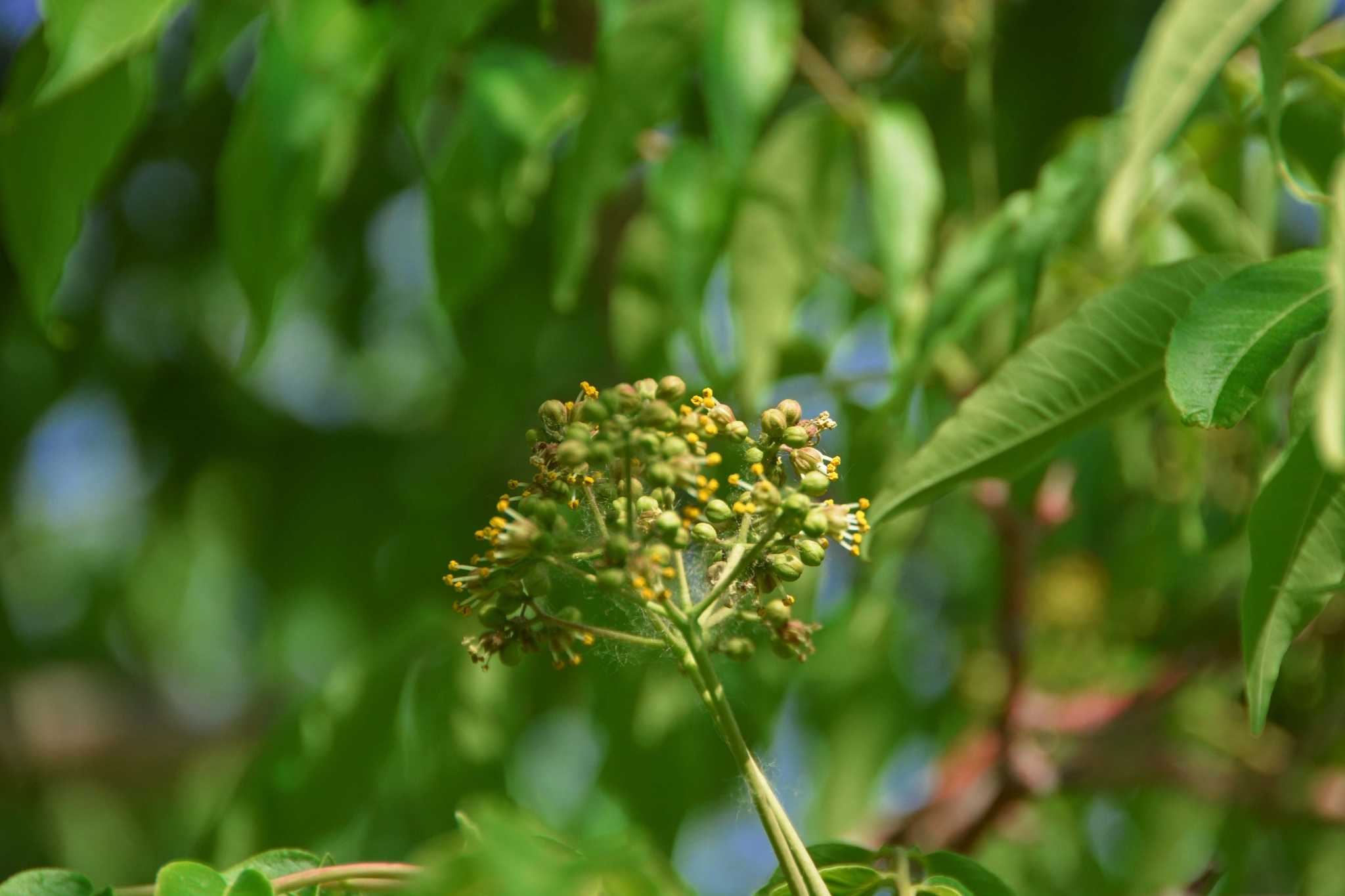黄檗树小花原创拍摄