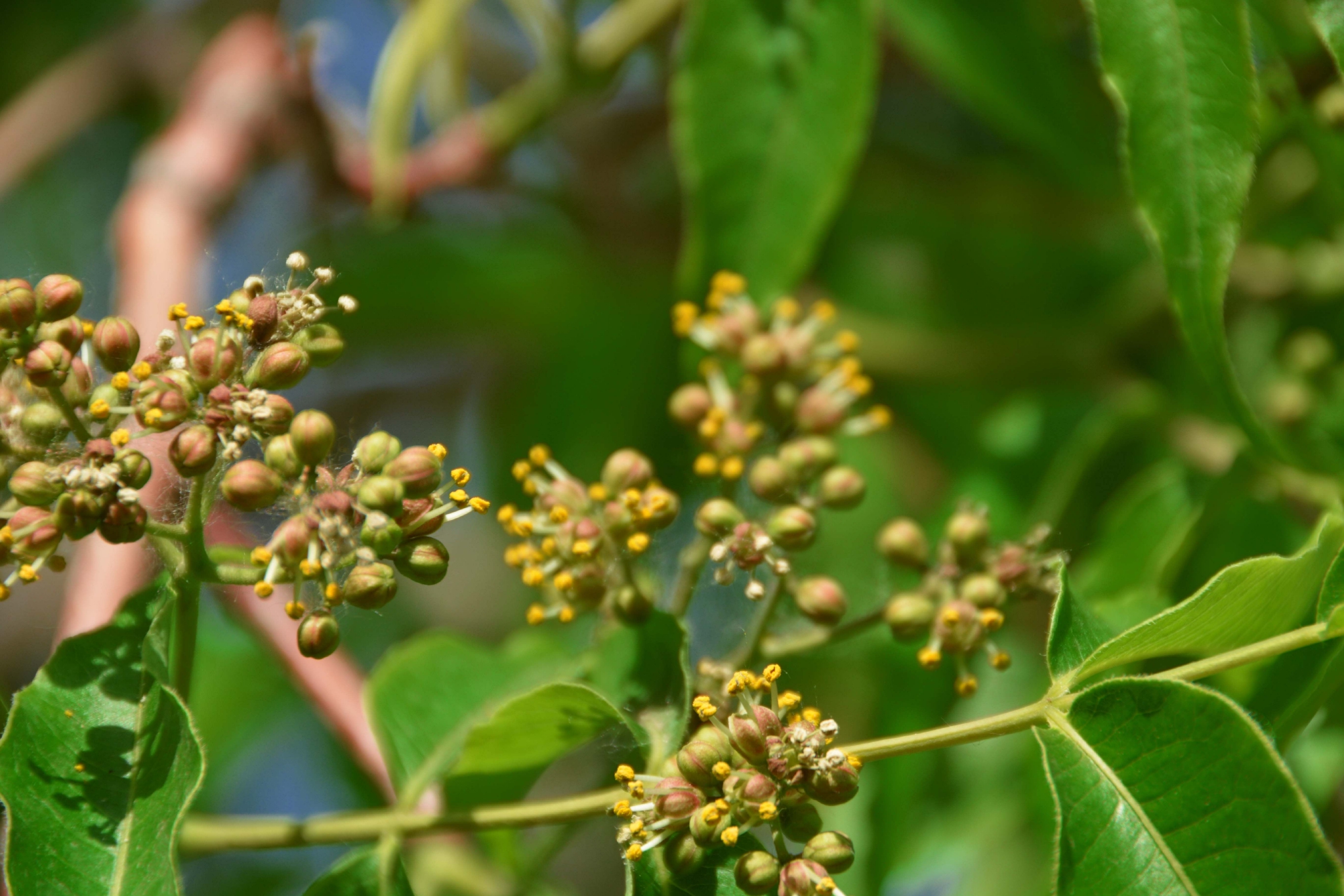 黄檗树小花原创拍摄