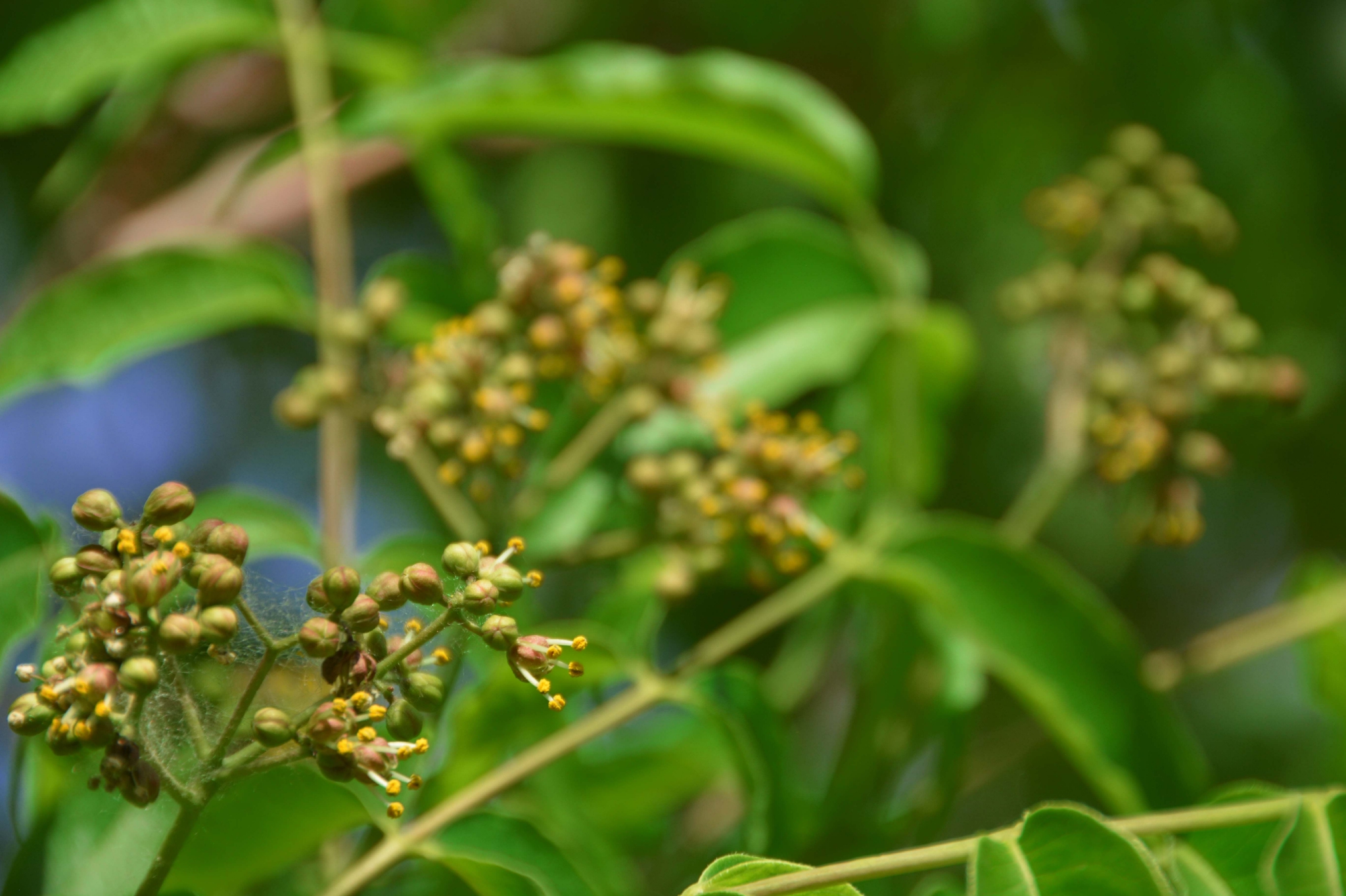 黄檗树小花原创拍摄