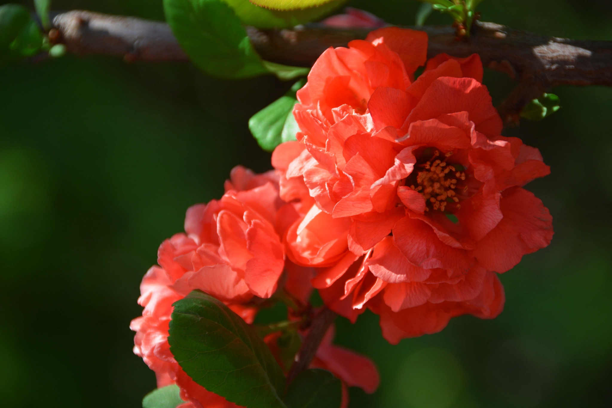 贴梗海棠花原创拍摄