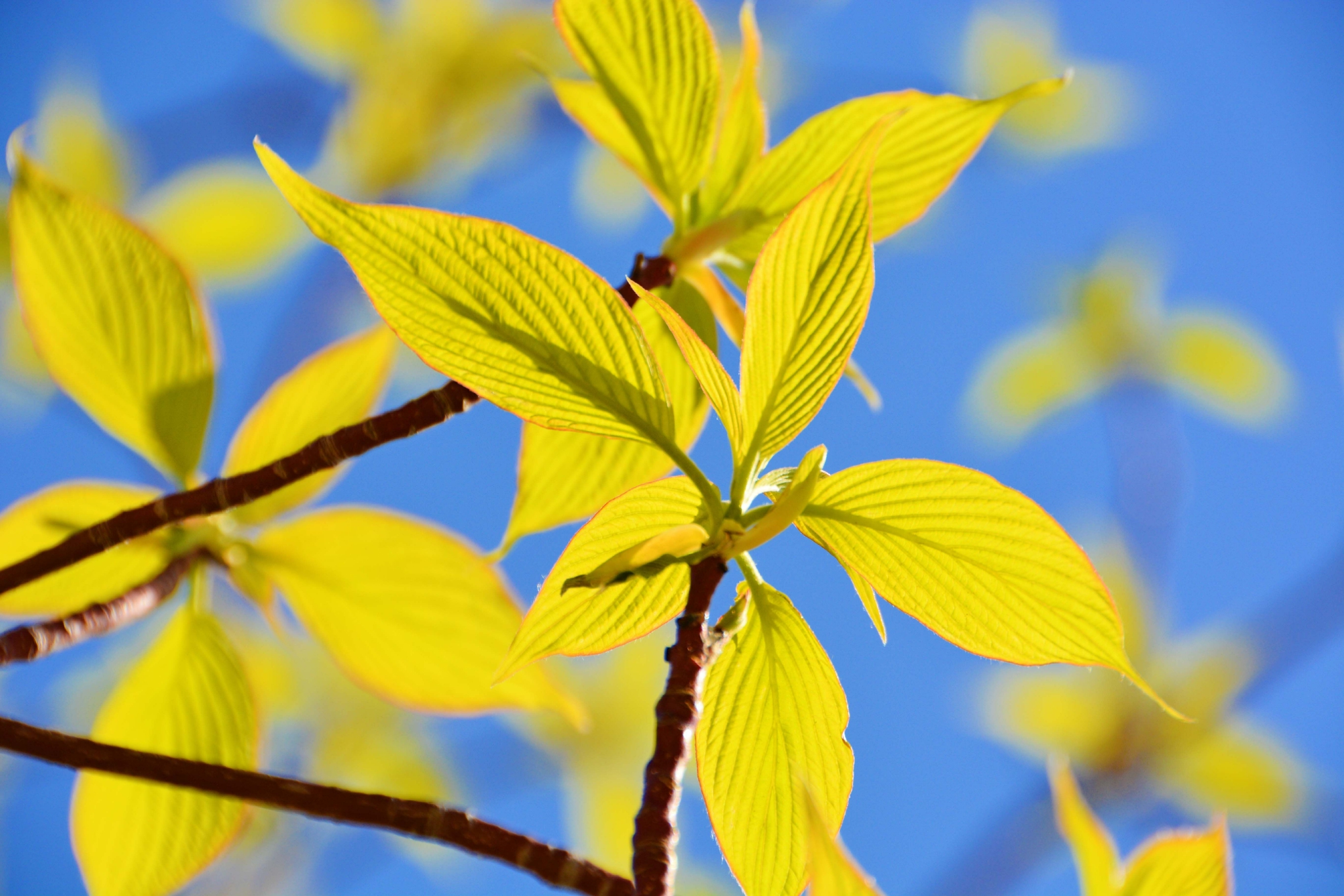 灯台树新叶原创拍摄