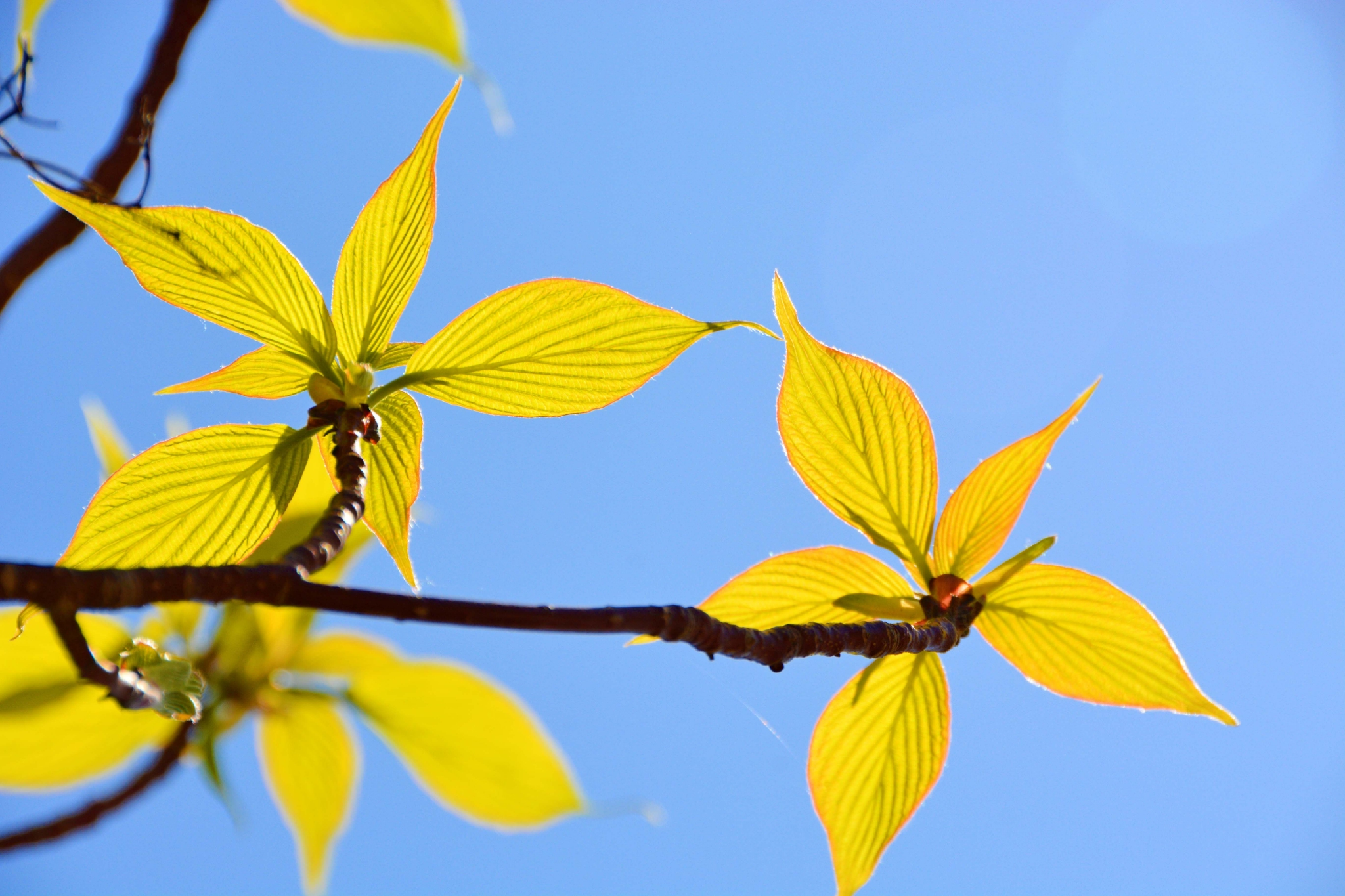 灯台树新叶原创拍摄