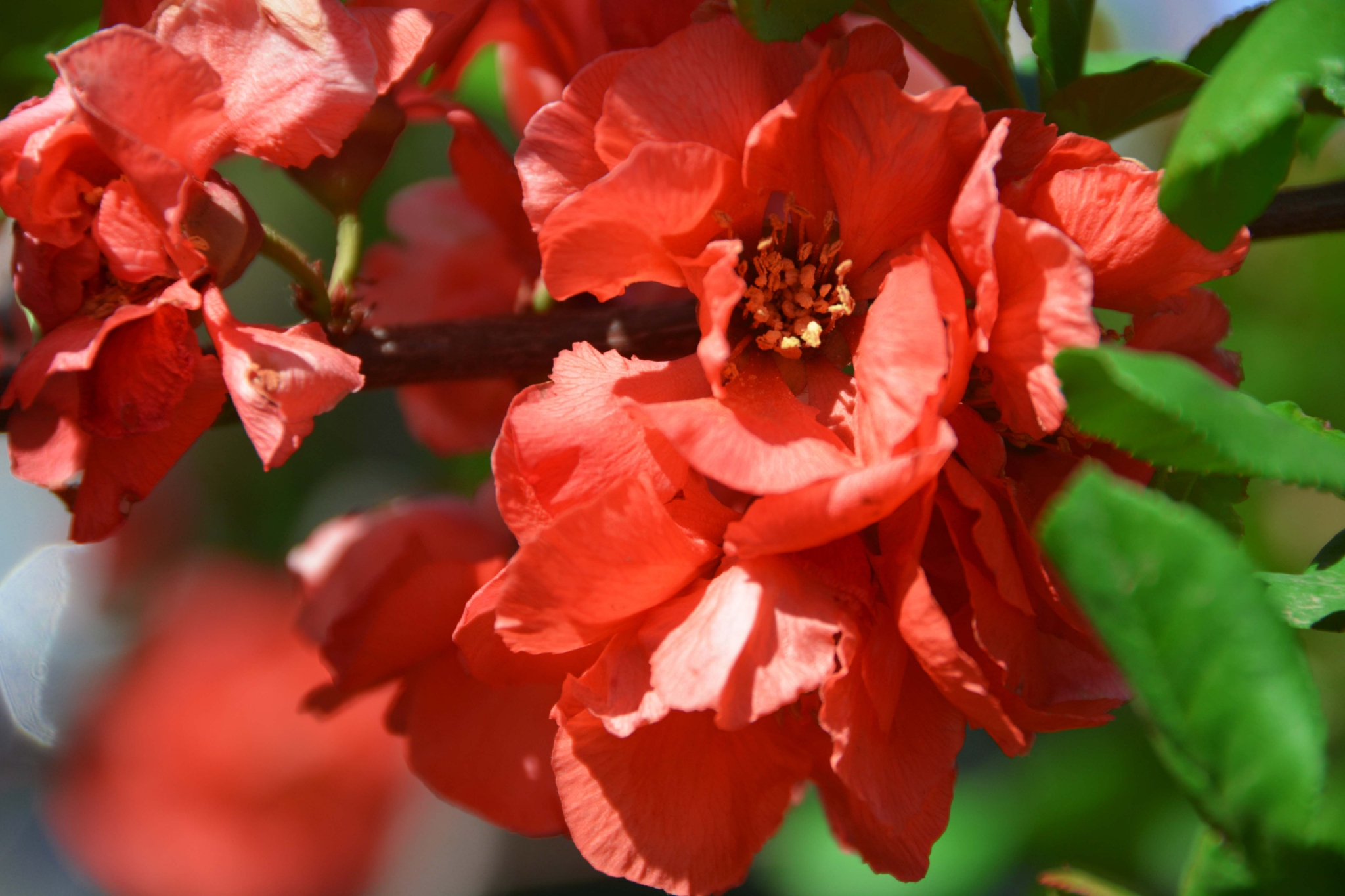 贴梗海棠花原创拍摄