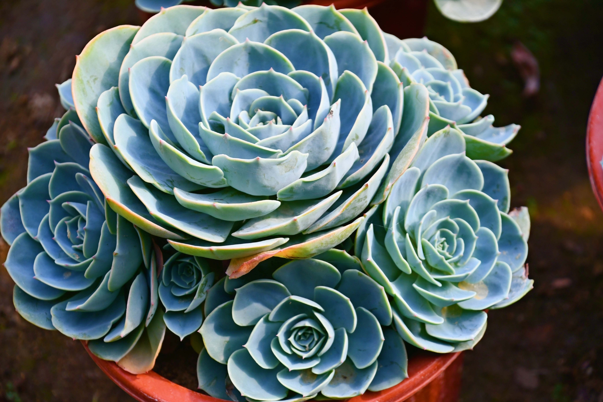 多肉植物石莲,原创拍摄|石莲|多肉植物|原创_新浪新闻