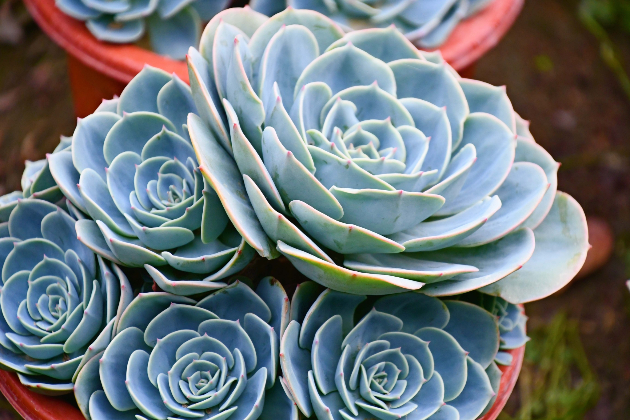 多肉植物石莲,原创拍摄|石莲|多肉植物|原创_新浪新闻