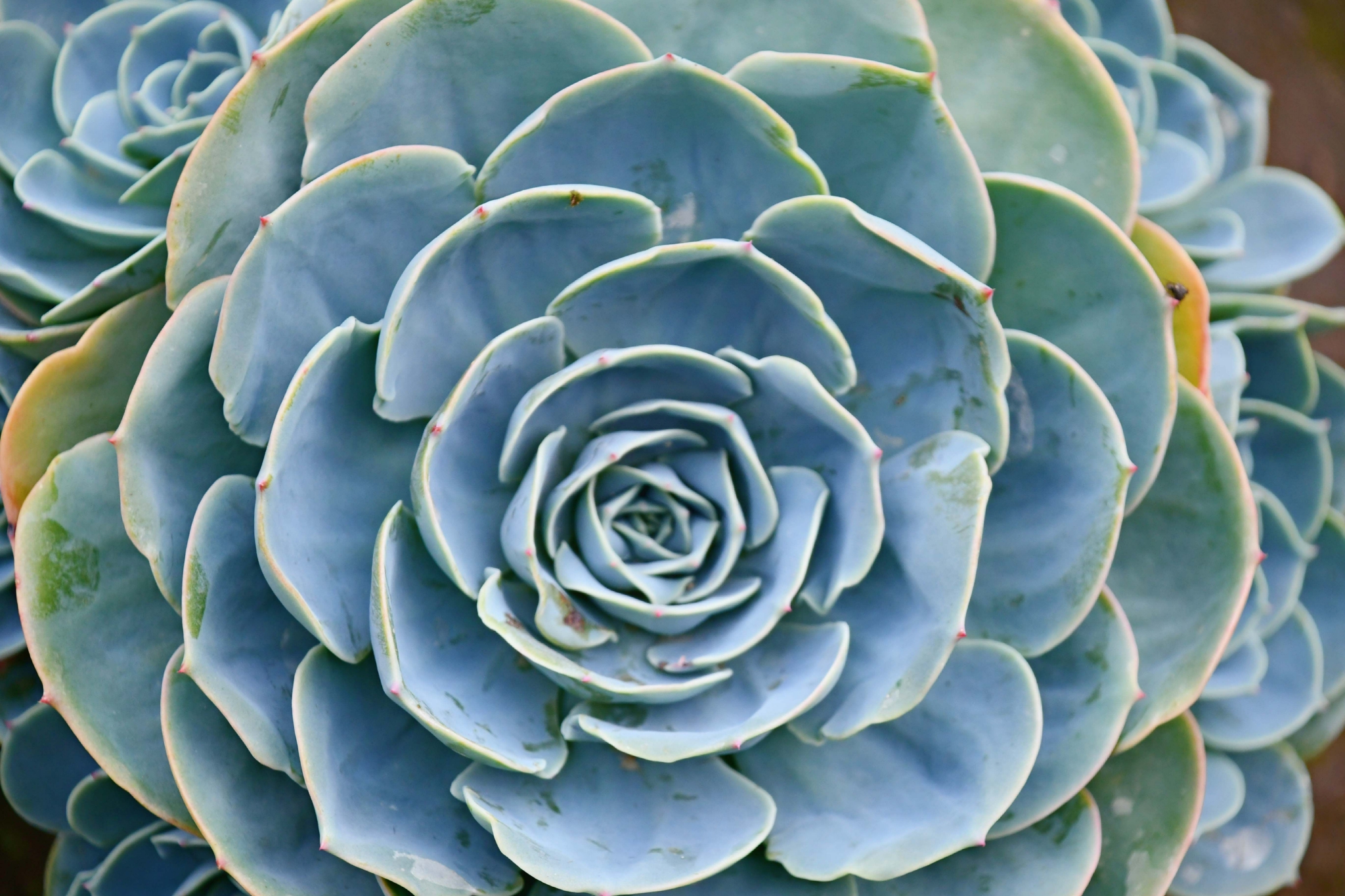 多肉植物石莲,原创拍摄|石莲|多肉植物|原创_新浪新闻