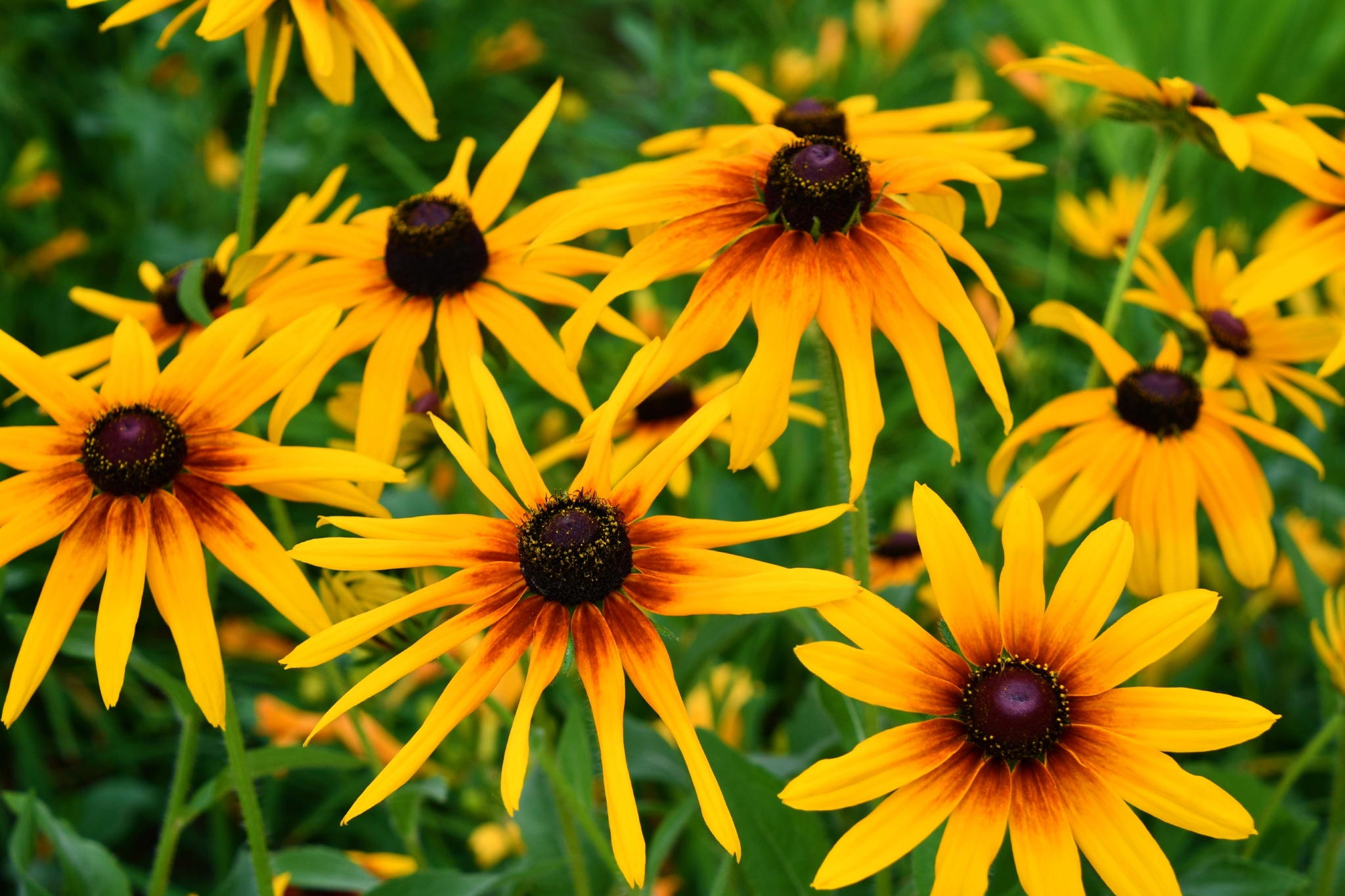 黑心金光菊原创拍摄