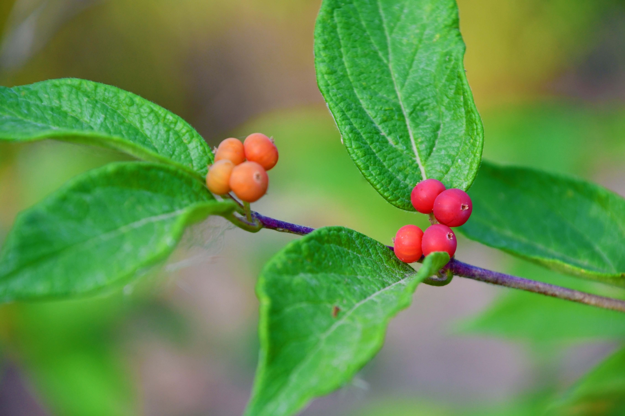金银忍冬果实能吃吗(金银忍冬的果实能吃吗?