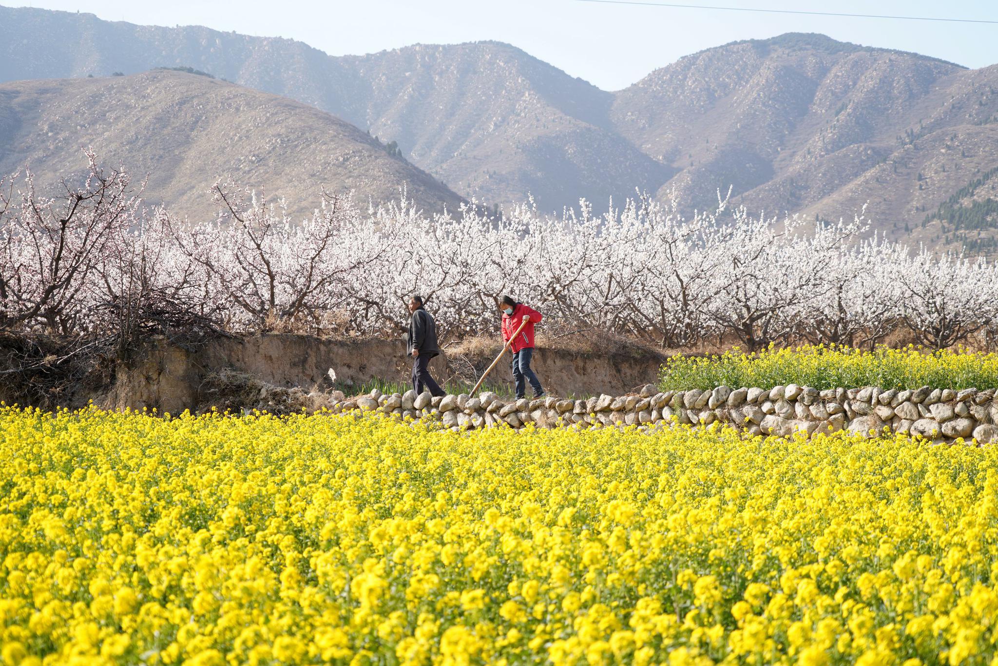 山西运城发现1个杏花村,花开时节游人如织,看看有多美