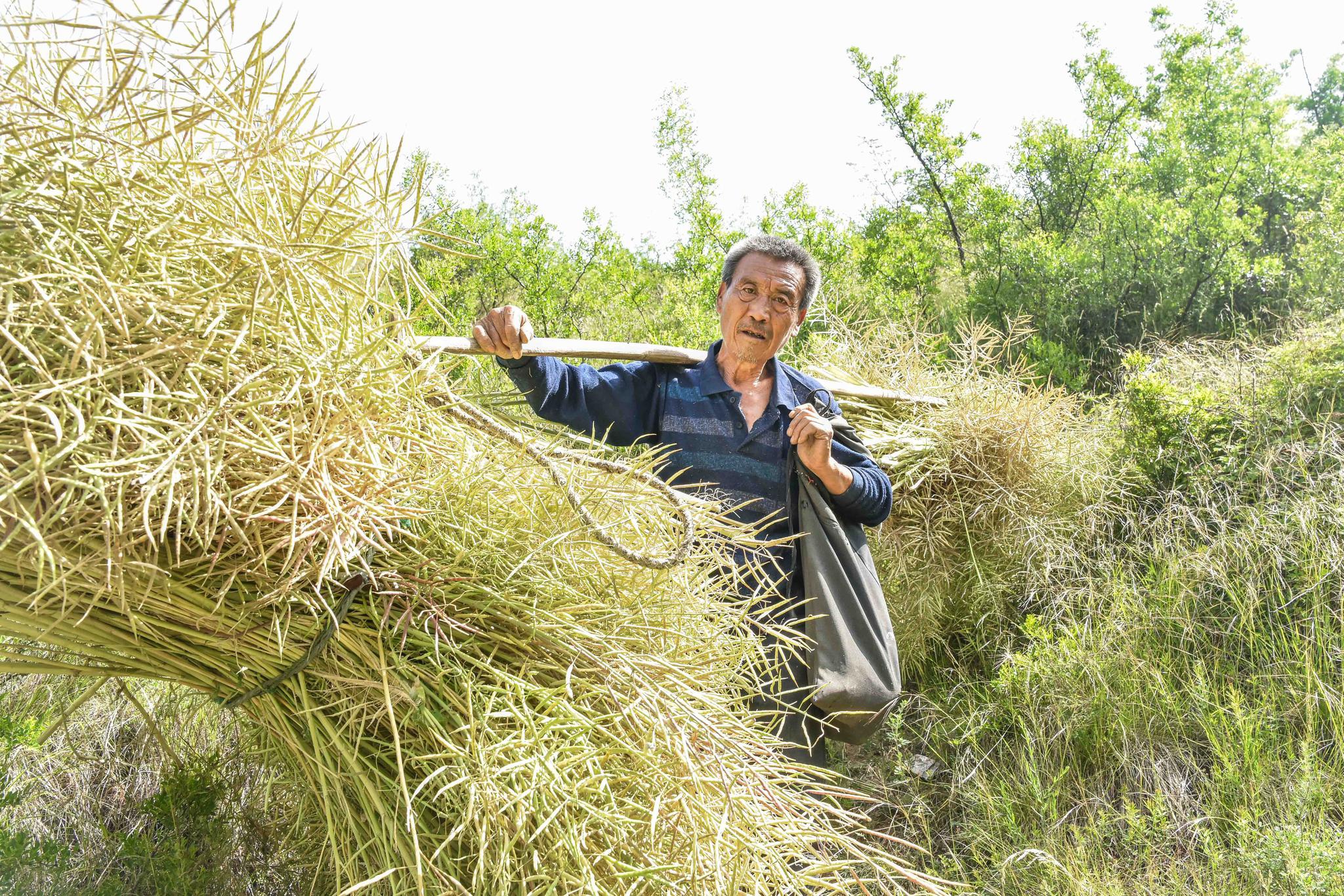 山西农村68岁大爷种地养牛,给35岁儿子攒养老钱,咋回事