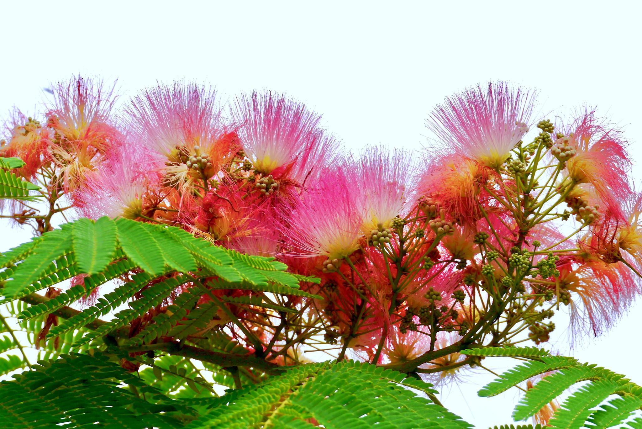花开,合欢树