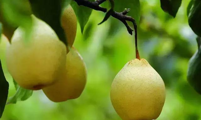 冬季鸭梨怎么吃